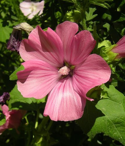 200 Rose Mallow (Bush Mallow) Hibiscus Lavatera Trimestris Flower Seeds - Premium Garden Seeds for Landscaping, Pollinator Gardens & Butterfly Habitats