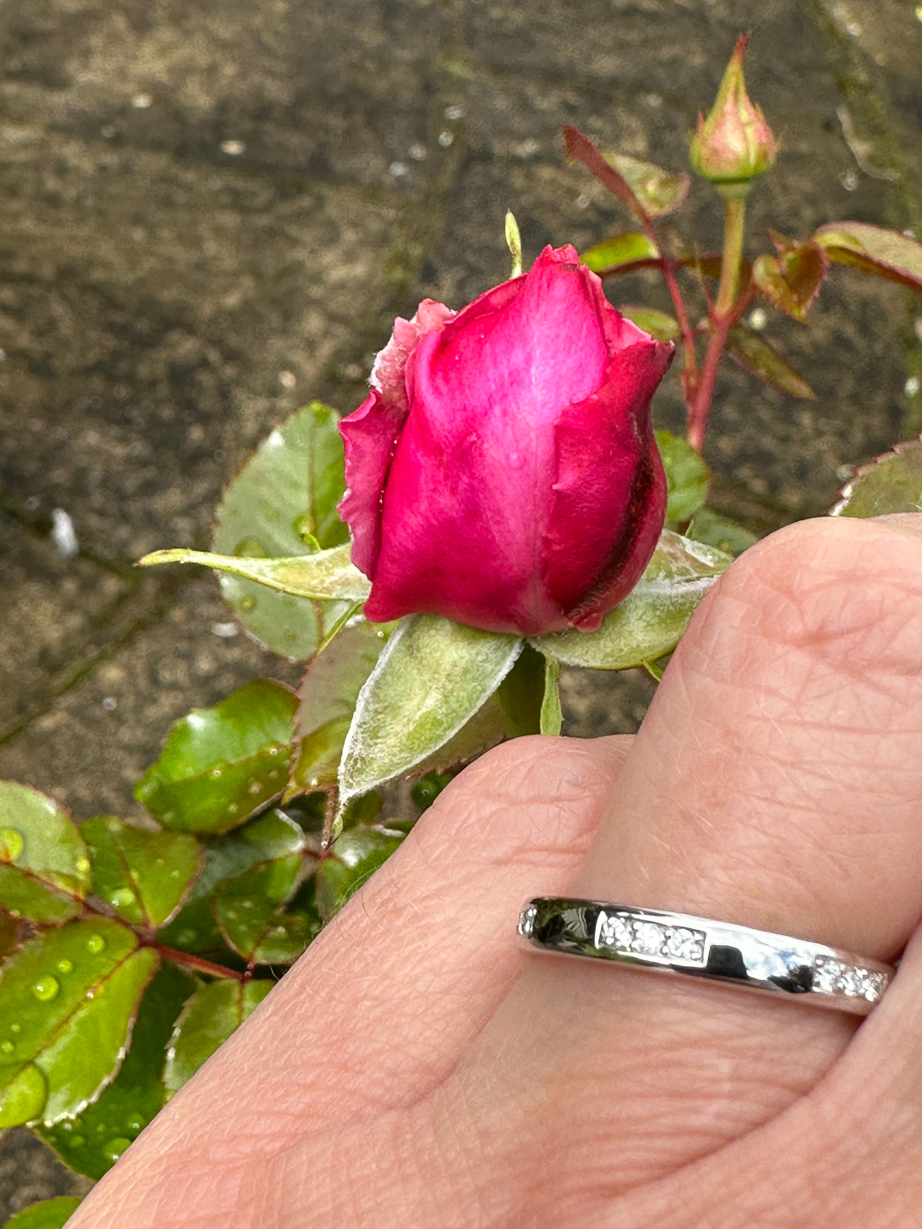 Gerstner Platinum Multi-Stone Diamond Ring 0.09ct TW VS1 Size N - Elegant Jewelry for Engagement, Wedding & Anniversary Gifts