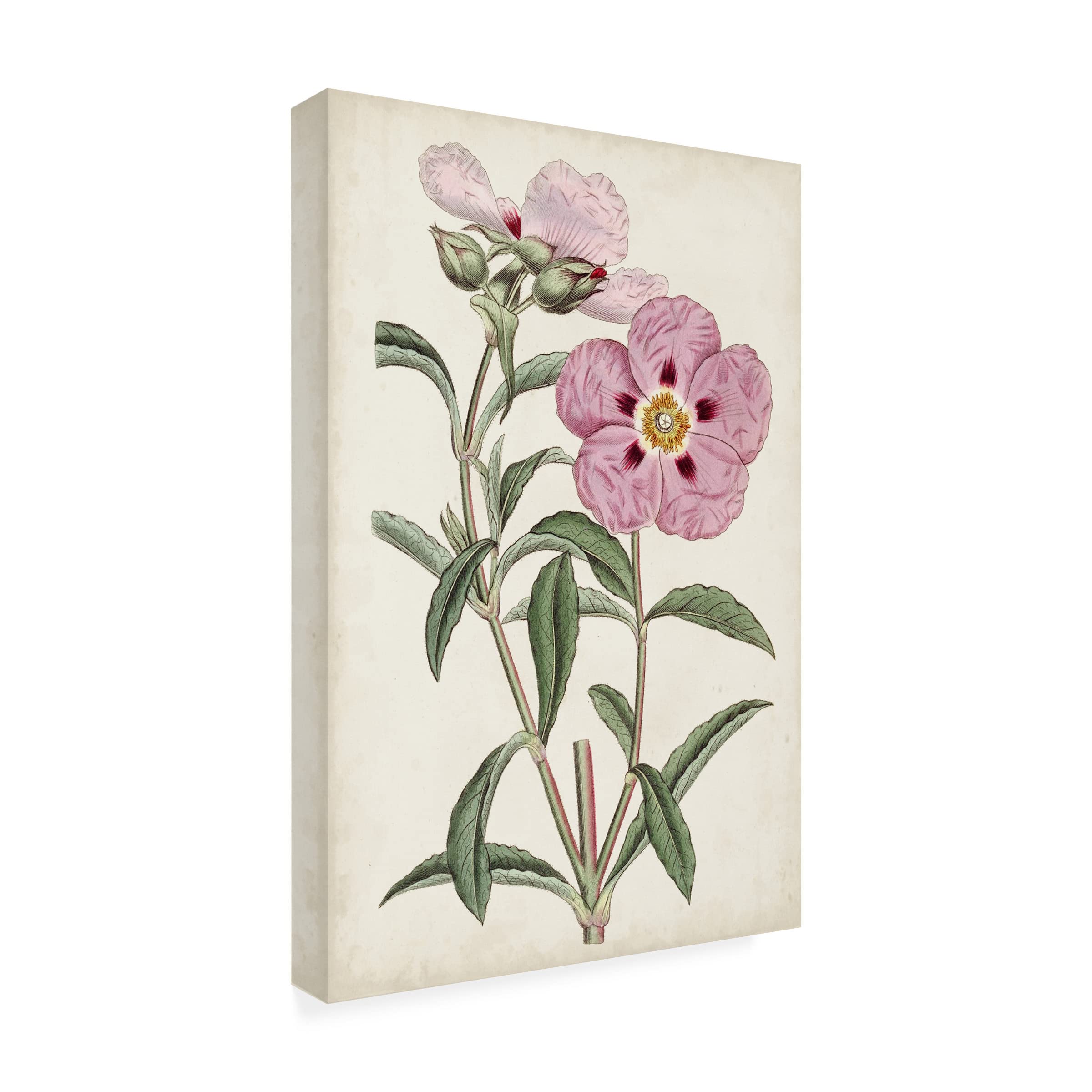 Trademark Fine Art 'Garden Gems VII' Canvas Wall Art Print by Curtis - Perfect for Living Room, Bedroom & Office Decor