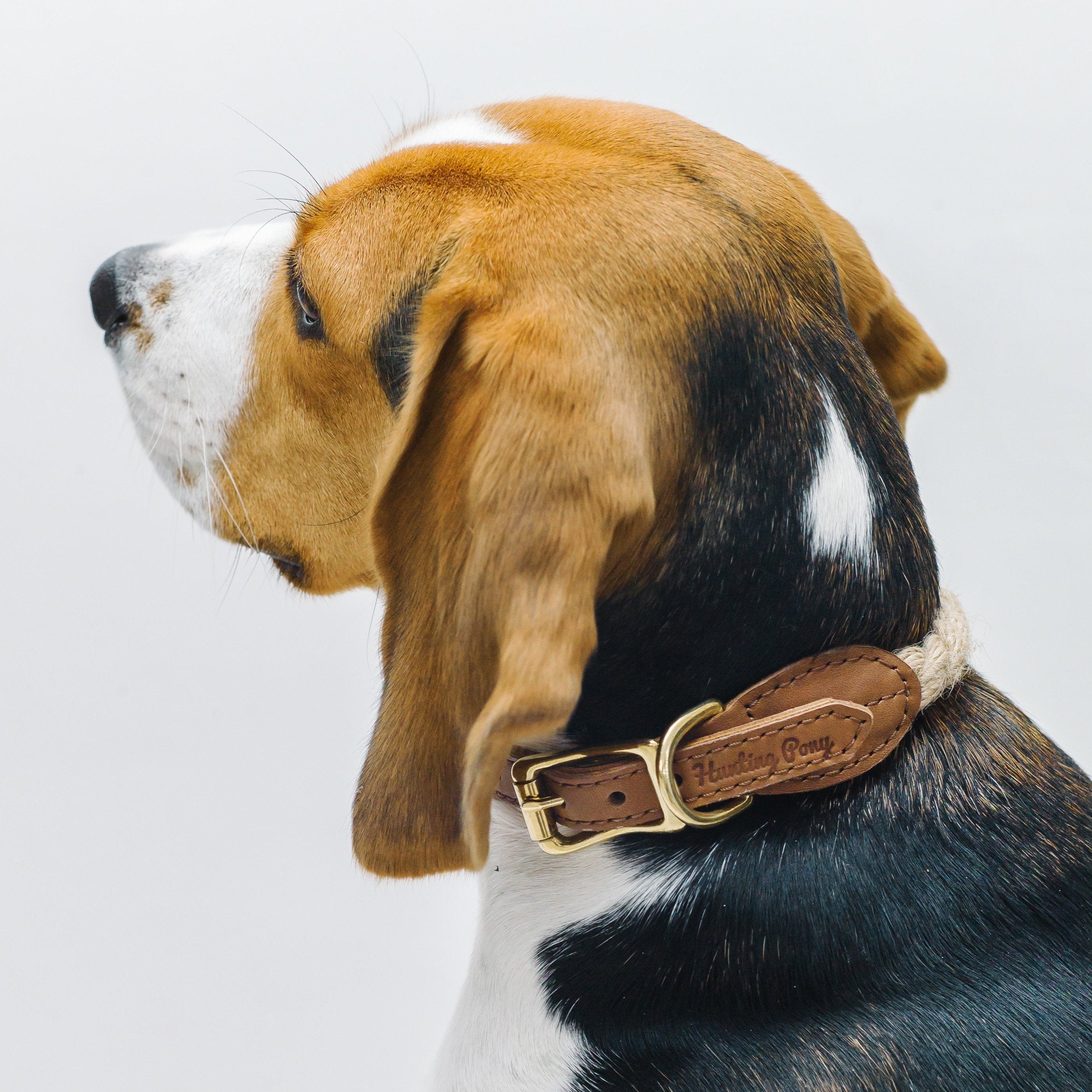 Premium Dog Collar with Country Pony Ginger Design - Durable Pet Collar for Small & Medium Dogs - Perfect for Daily Walks, Training & Outdoor Adventures