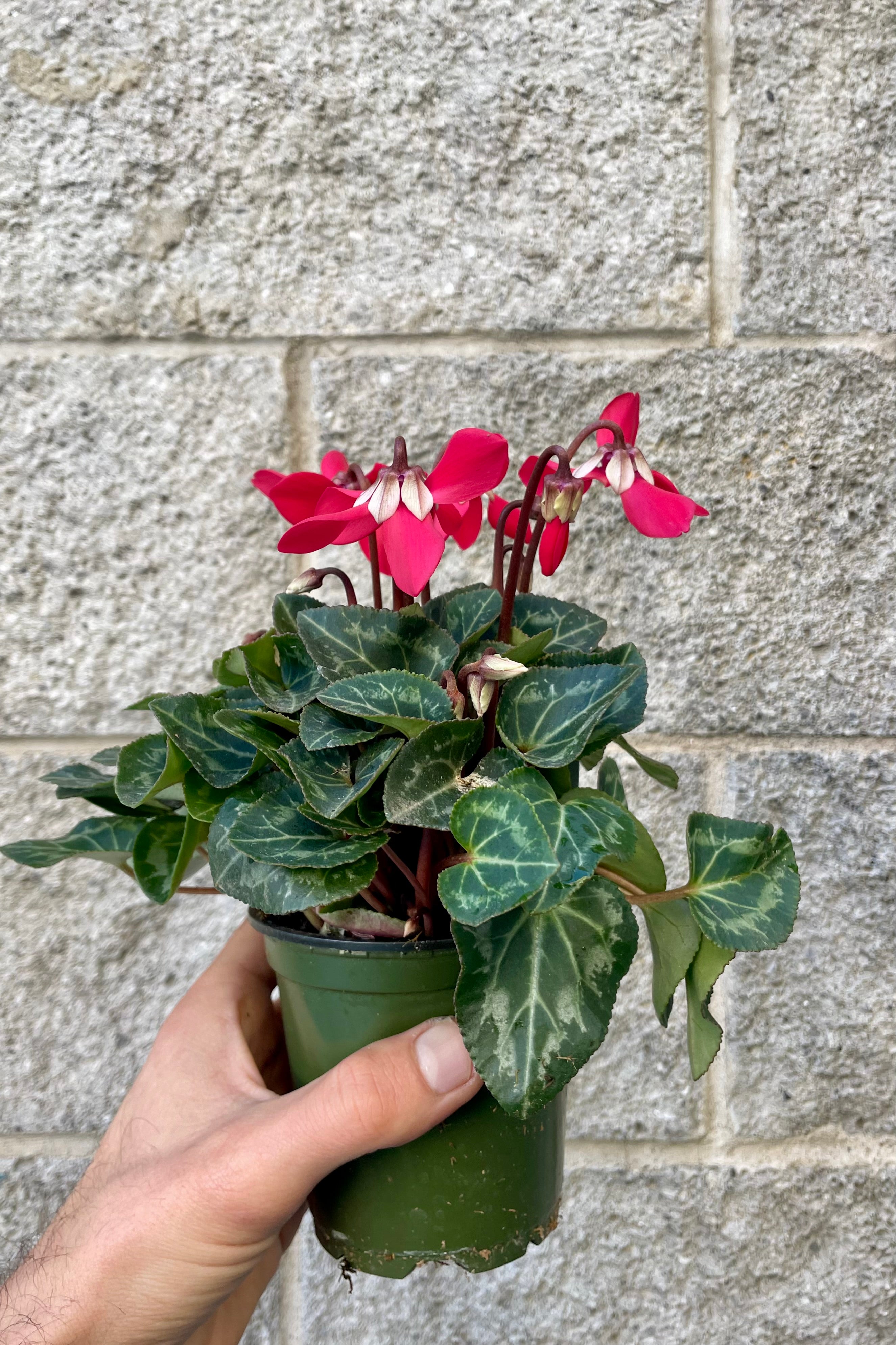 Cyclamen Plants - 4 to 5 Inch Potted Flowers for Home Decor, Office Desk & Garden Landscaping