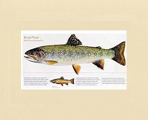 Brook Trout Fish Art Print - Joseph Tomelleri's 'Trout of North America' Collection - Perfect for Fishing Enthusiasts & Home Decor