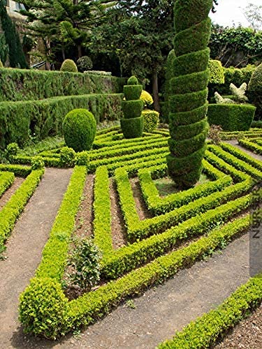 Japanese Boxwood Plants - 10 Live 4 Inch Pots of Buxus Microphylla | Low Maintenance Evergreen Hedge for Landscaping, Garden Borders & Formal Gardens
