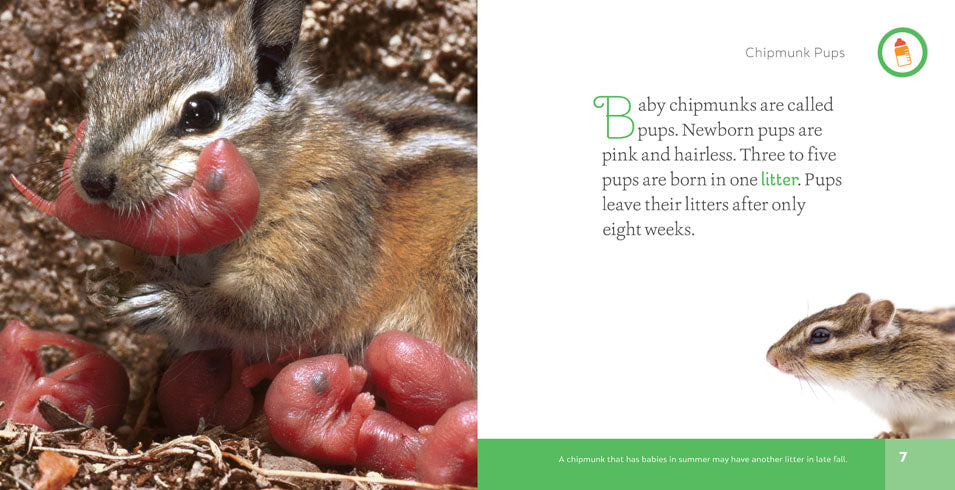 Chipmunks Book 978-1-60818-697-6 - Fun Wildlife Story for Kids, Nature Lovers & Classroom Reading