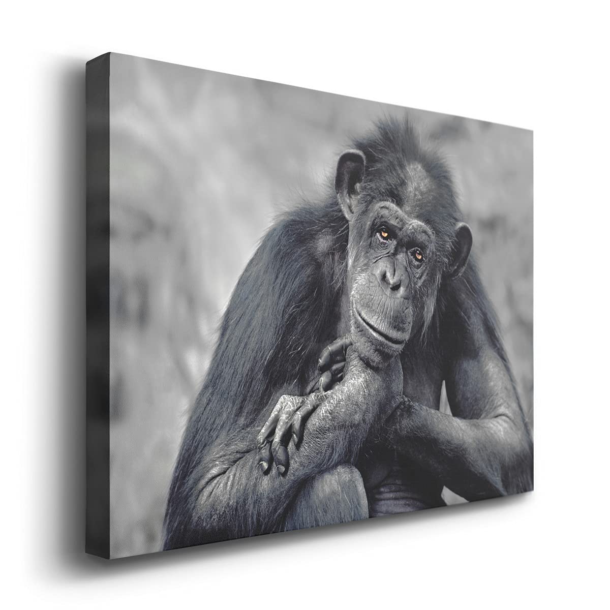 Captivating Monkey Canvas Wall Art - Modern 24
