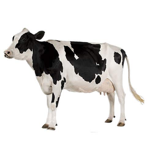for Cow