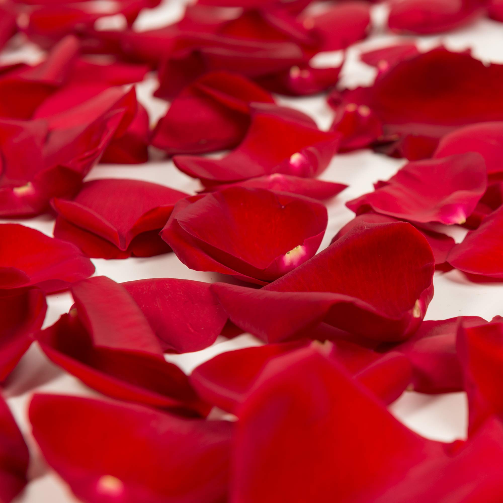 Premium Red Rose Petals - 3000 Count Bulk for Weddings, Romantic Decorations & Special Events