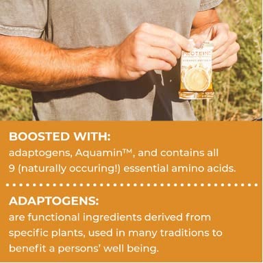 Laird Superfood Functional Protein Bars - 10g Plant-Based Protein, 6g Fiber, Non-GMO with Real Ingredients & Functional Mushrooms - Peanut Butter Flavor (10 Count) - Perfect for Post-Workout Recovery, Healthy Snacking & On-the-Go Nutrition