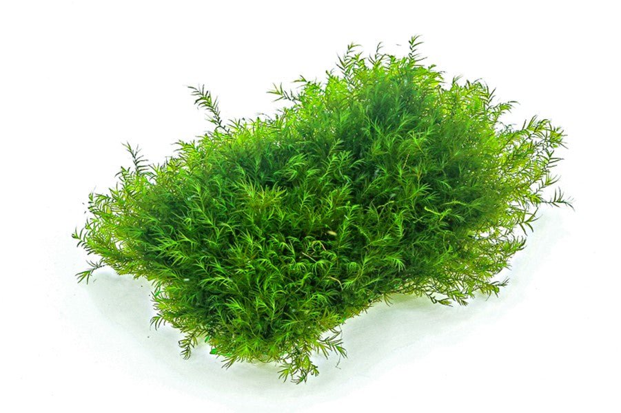 Dennerle Fissidens Fontanus Moss - Live Aquatic Plant for Freshwater Aquariums | Perfect for Nano Tanks, Shrimp Tanks & Aquascaping | Enhances Water Quality & Natural Habitat