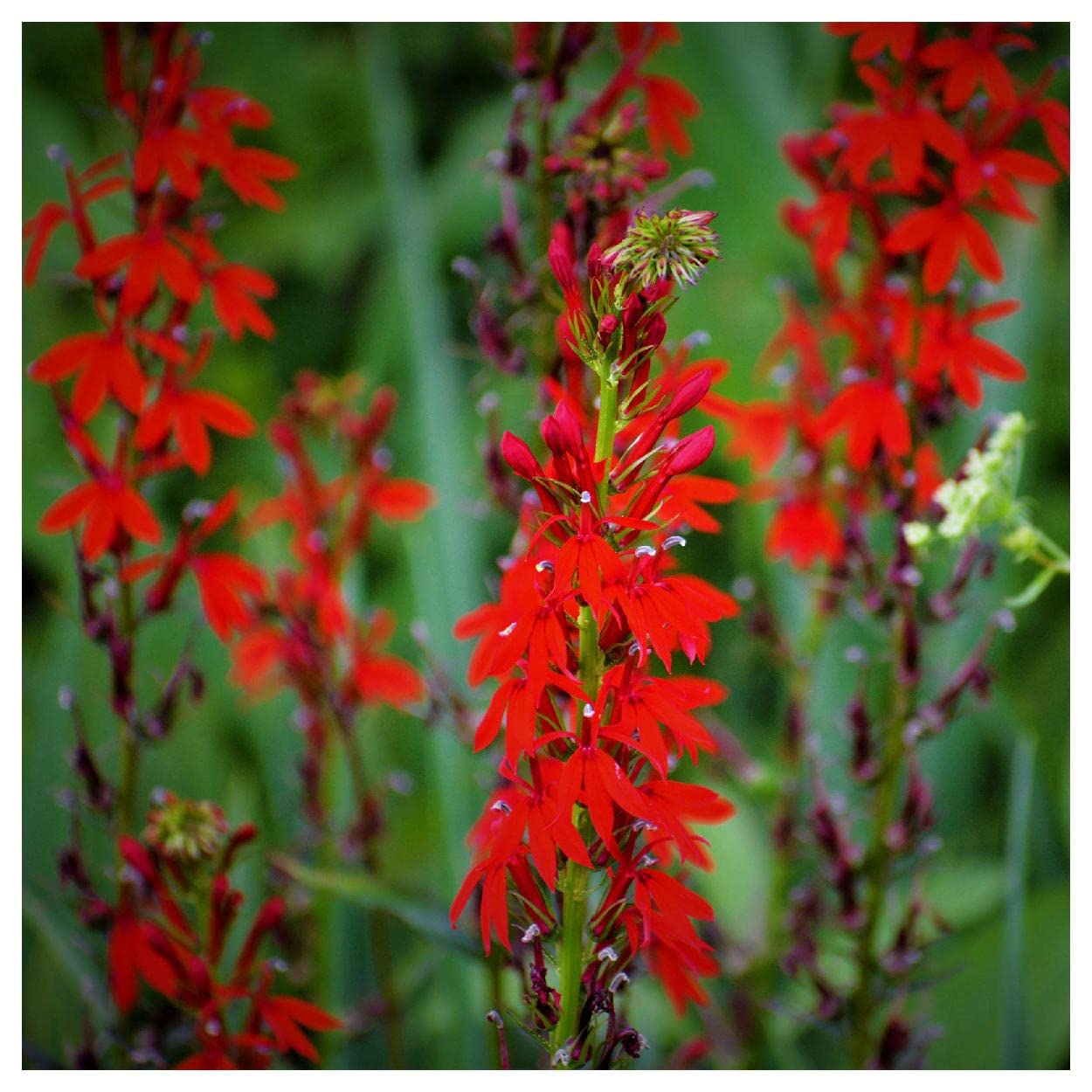 Everwilde Farms - 1 Oz Cardinal Flower Native Wildflower Seeds (Lobelia Cardinalis) - Gold Vault Packaging - Attract Hummingbirds & Butterflies - Perfect for Gardens, Meadows & Pollinator Habitats