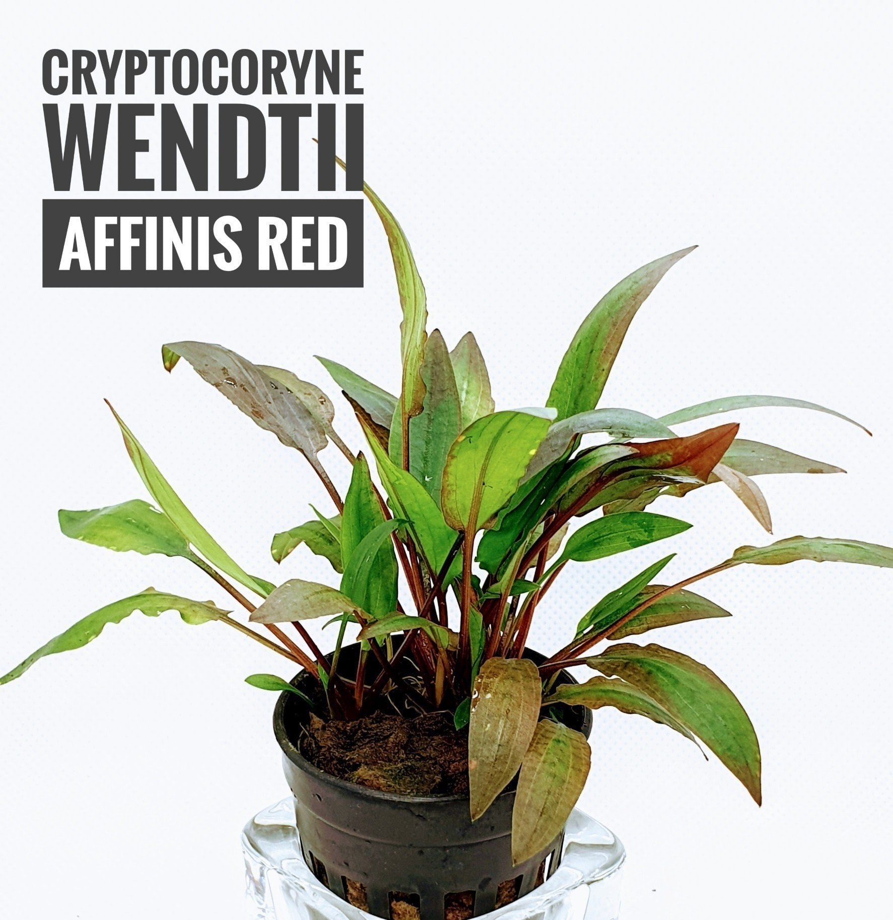 TCulture Cryptocoryne Wendtii Affinis Red Live Aquarium Plant (Pot) - Perfect for Freshwater Fish Tanks, Aquascaping & Low-Tech Planted Aquariums