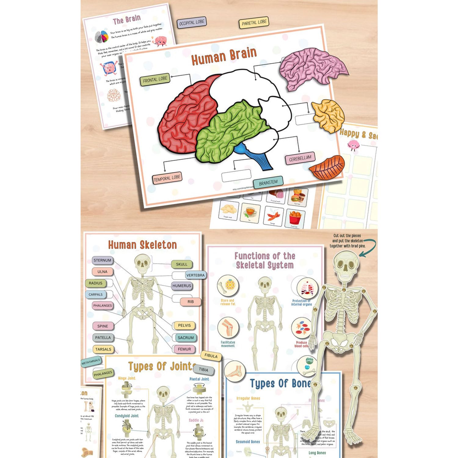 Montessori Human Anatomy Busy Book for Kids - Interactive Educational Toy with Organ Matching Activity | Explore Body Systems & Learn Human Biology | Perfect for Homeschooling & Preschool Science Learning