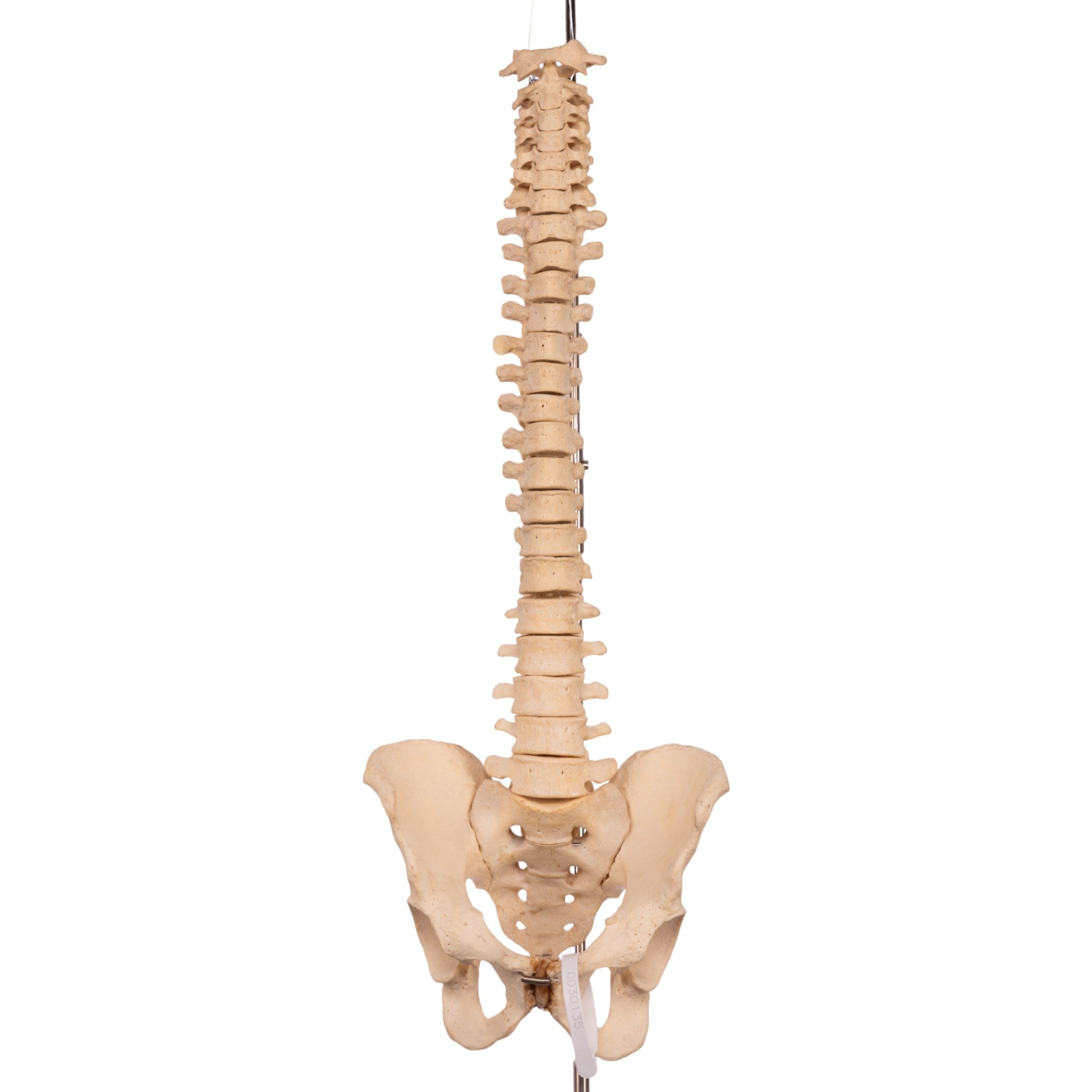 Authentic Human Spine, Sacrum & Pelvis Model - Medical Anatomy Study, Chiropractic Training, Classroom Demonstration, and Science Education Display