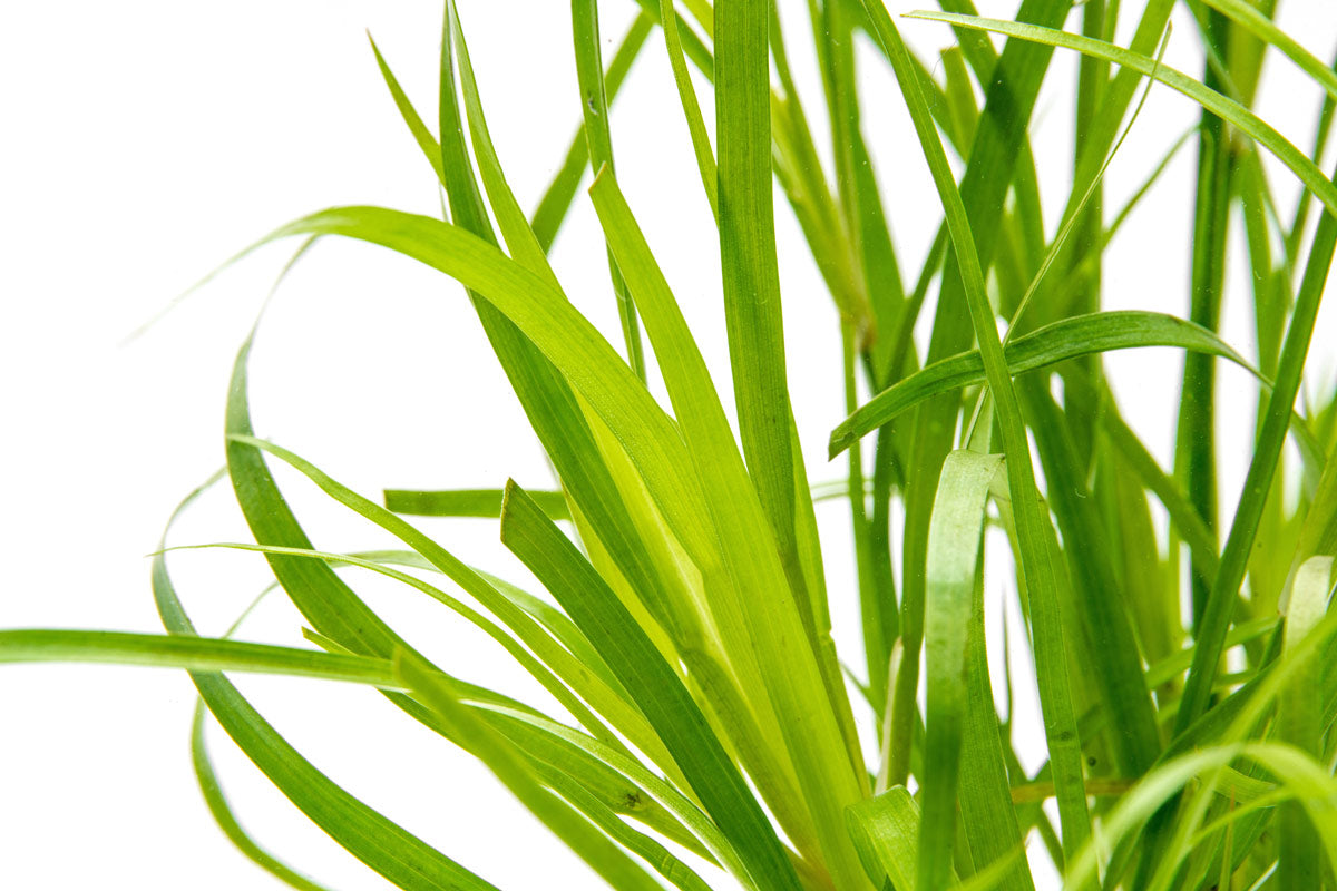 Juncus Repens Aquatic Plant for Freshwater Aquariums - Perfect for Aquascaping, Fish Tanks, and Water Gardens