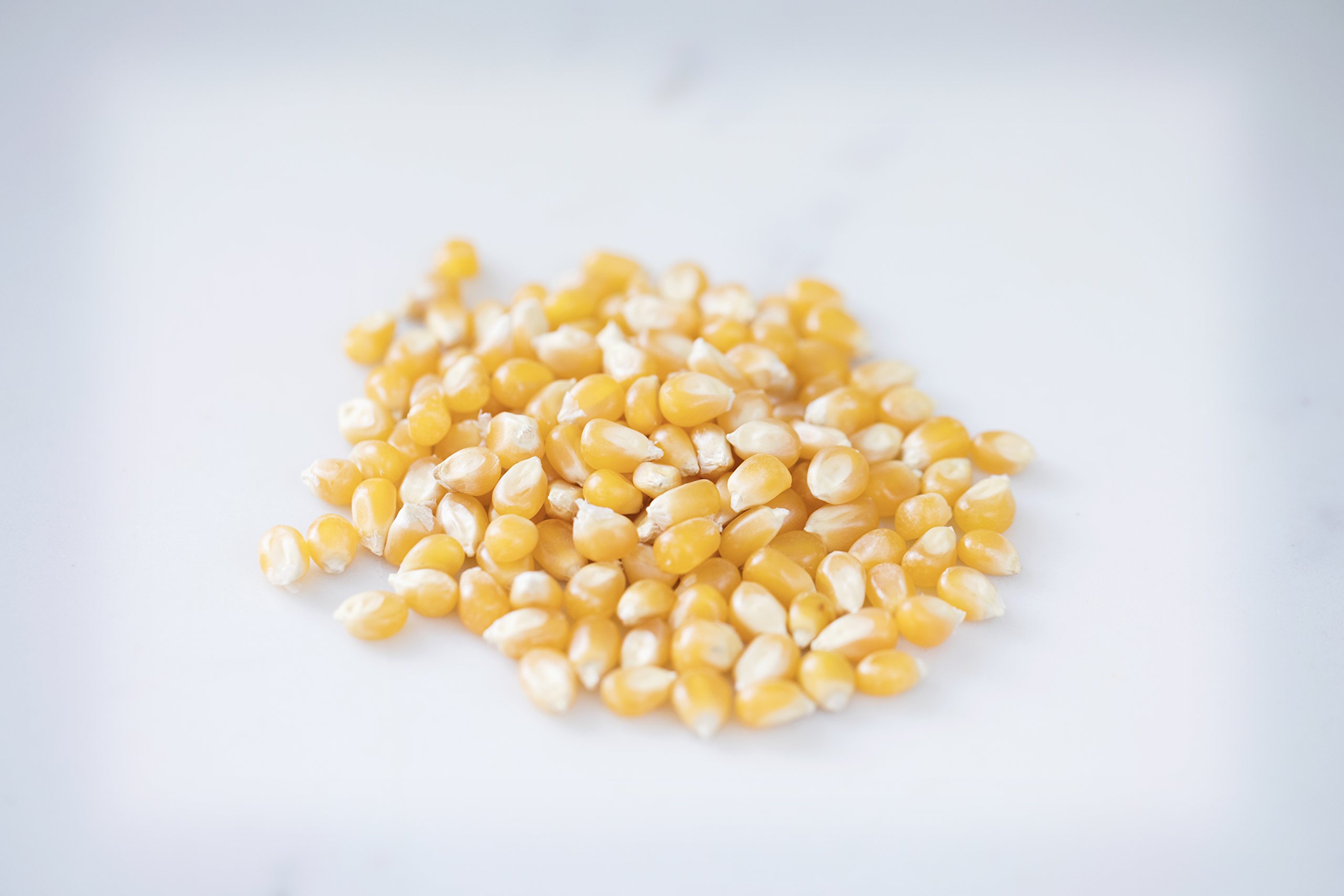 Amish Non-GMO Popcorn Kernels 25lb - Gluten Free Snacks for Movie Nights