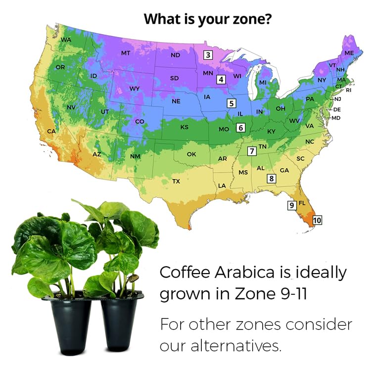 Organic Arabica Coffee Plant (4 Pack) - Live Coffee Tree for Home Garden, Easy to Grow, Fresh Coffee Beans | Perfect for Indoor Herb Garden, Kitchen Windowsill, or Backyard Farming | Grow Your Own Organic Coffee at Home