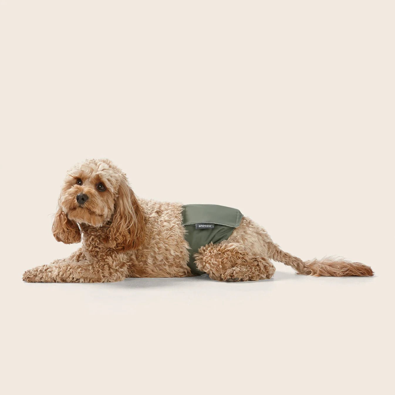 Washable Male Dog Diaper Band - Reusable Twin Pack for Incontinence & Training | Perfect for Travel, Home & Outdoor Use