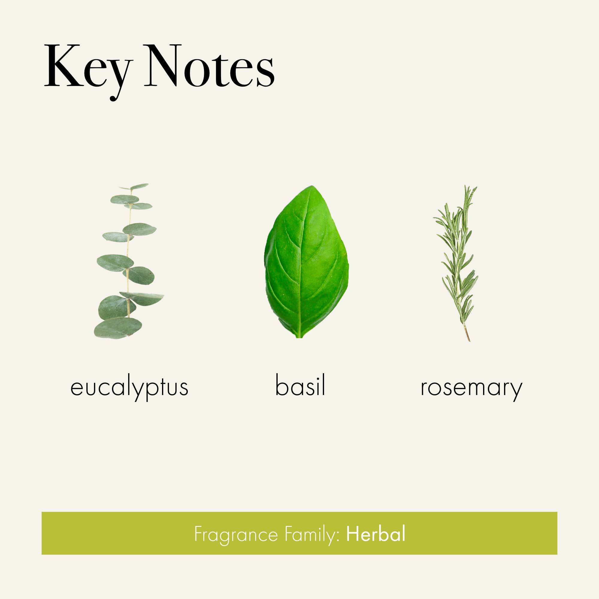LAFCO New York Signature Reed Diffuser - Rosemary Eucalyptus Scent - 15 oz Long-Lasting Fragrance (Up to 9 Months) - Handcrafted Glass Vessel with Natural Wood Reeds - Made in USA - Perfect for Home, Office, Spa & Gift Giving