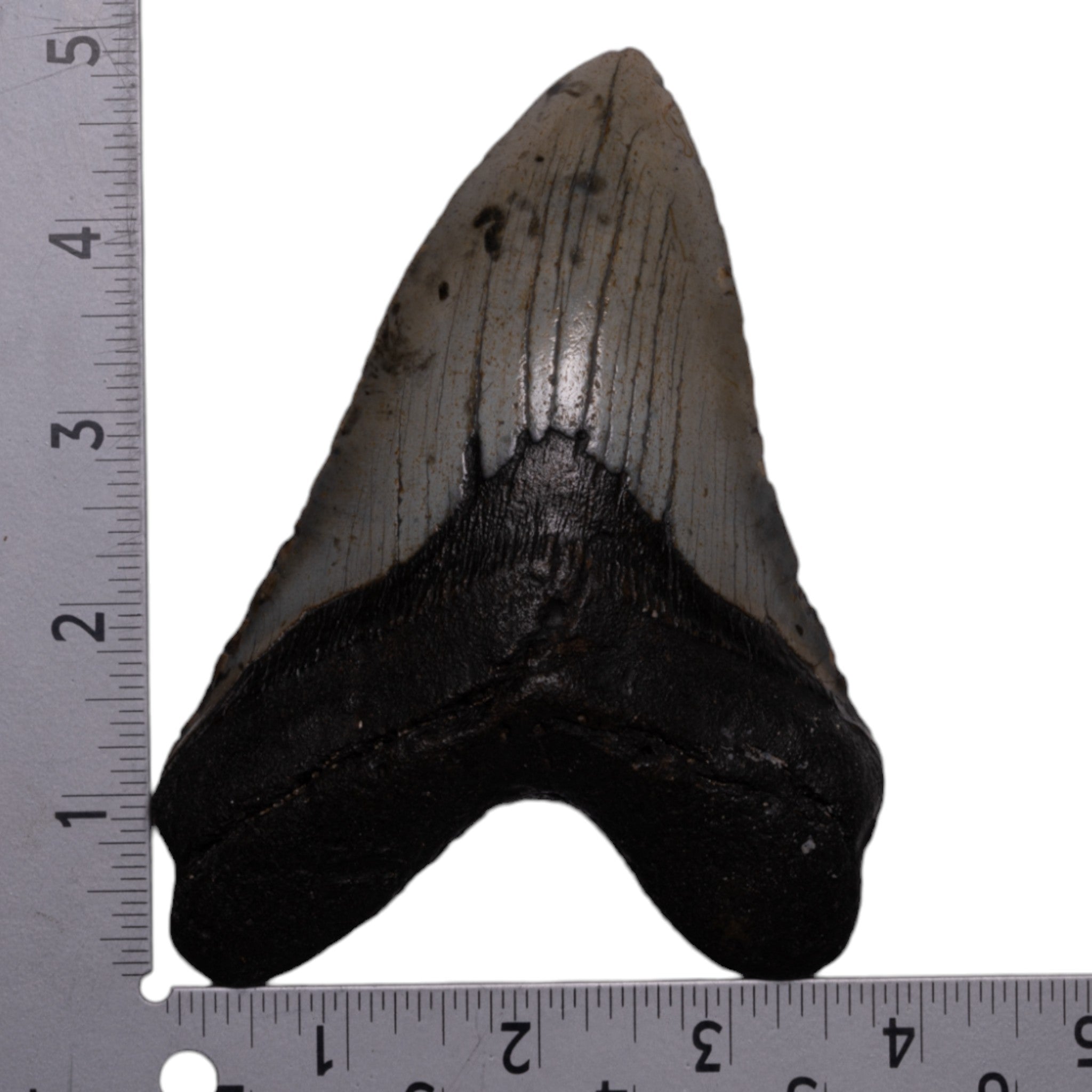Authentic Megalodon Tooth Fossil - Large Prehistoric Shark Tooth for Collectors, Jewelry Making & Home Decor - Perfect for Display, Gifts & Paleontology Enthusiasts