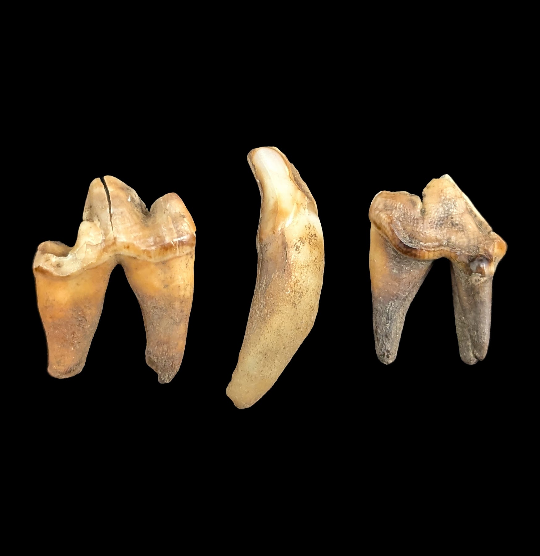 Authentic Siberian Canine Fossil Tooth - Rare Prehistoric Dog Tooth Specimen for Collectors, Paleontology Enthusiasts & Home Decor | Perfect for Display Cases, Educational Projects & Unique Gifts