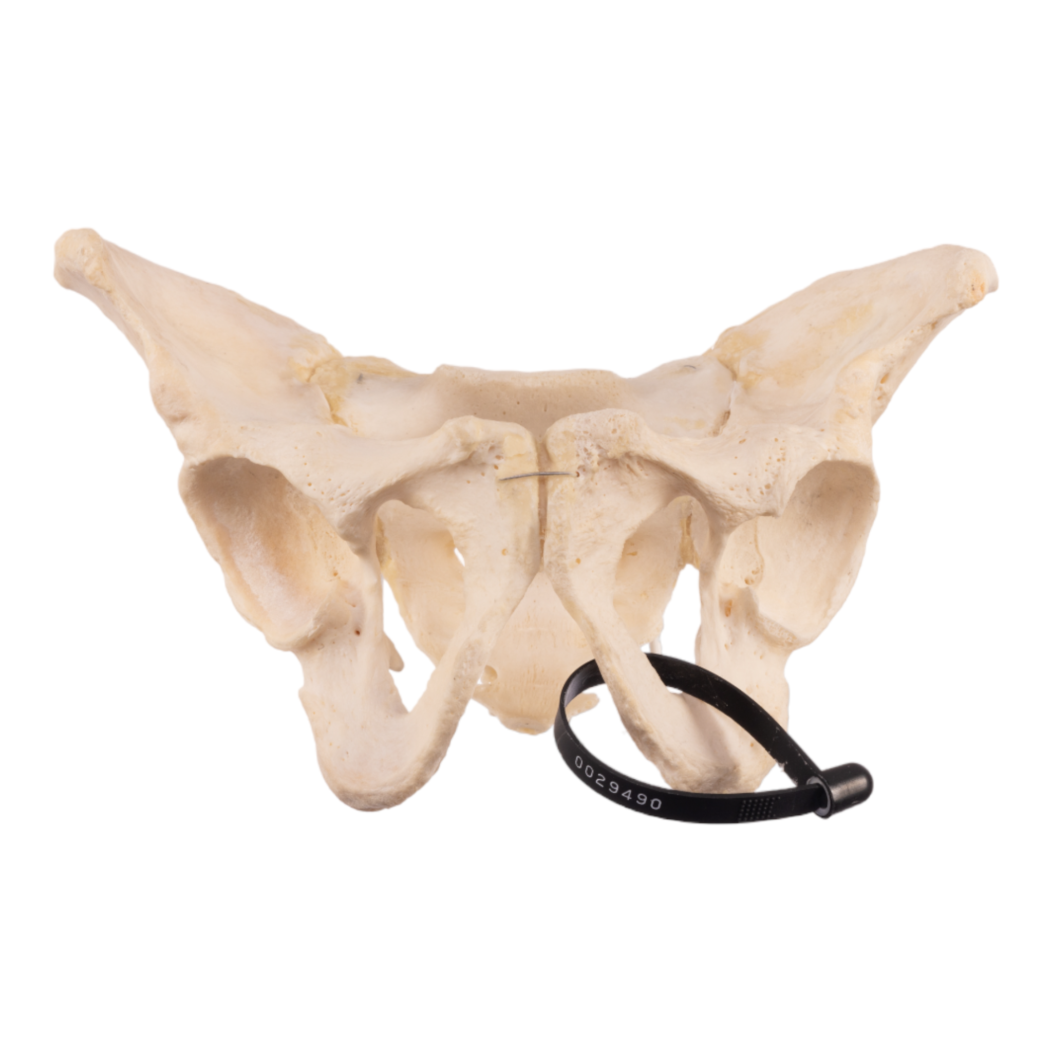 Articulated Real Human Pelvis and Sacrum - Anatomical Model for Medical Education, Chiropractic Training & Classroom Demonstration