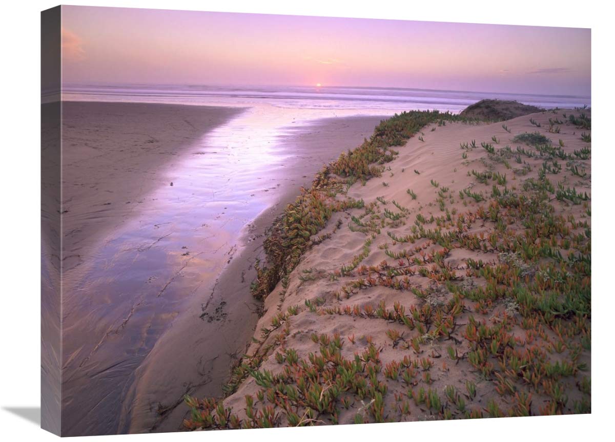 18 x 24 Inch Hottentot Fig Beach Sand Wall Art Print - California Coastal Decor, Morro Strand State Beach Landscape Photography by Tim Fitzharris - Perfect for Beach House, Living Room or Office Decor