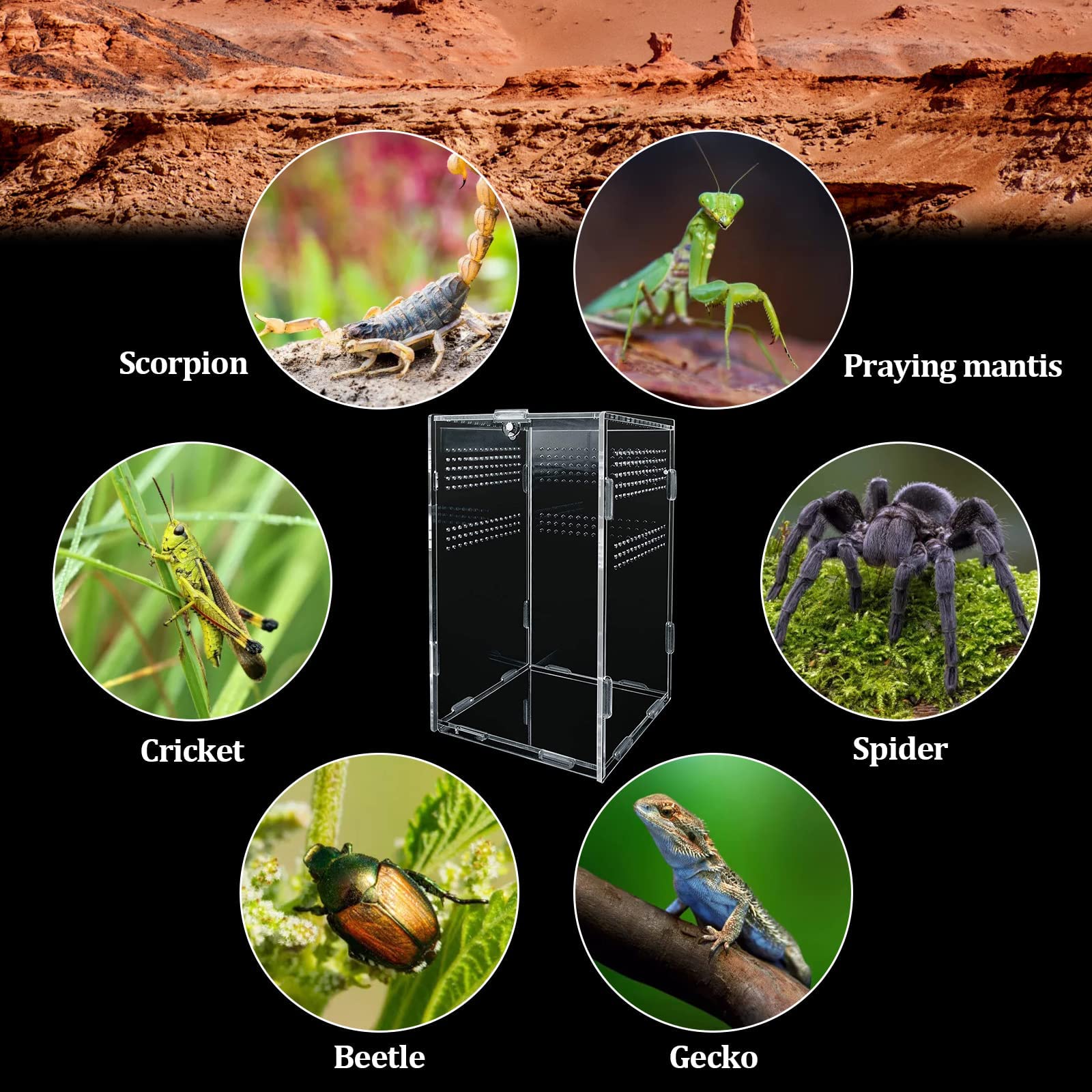Acrylic Reptile Feeding Box & Terrarium Enclosure - Insect Breeding Habitat for Mantis, Spider, Cricket, Tarantula, Lizard, Scorpion, Geckos | Perfect for Pet Reptile Care & Insect Observation