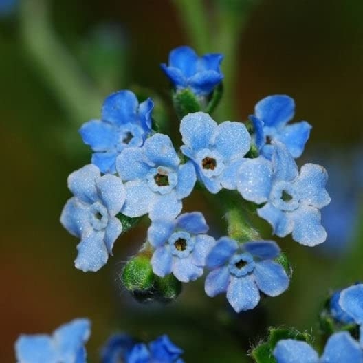 **Forget Me Not Seeds - 5 Pounds Bulk - Blue Heirloom Flower Seeds for Bees, Butterflies & Hummingbirds | Easy to Grow, Low Maintenance Pollinator Garden | Perfect for Containers, Borders & Wildflower Gardens**