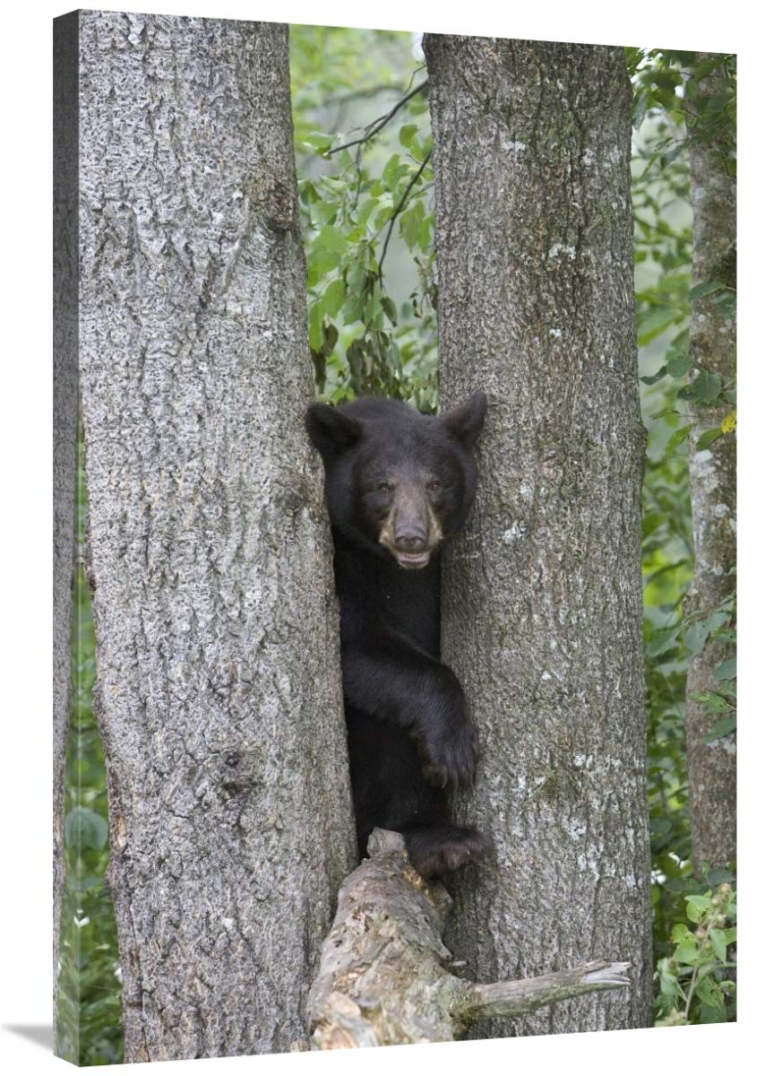 Black Bear Juvenile Male in Tree Canvas Art Print - 24x36 Inches - Minnesota Wildlife Wall Decor for Living Room, Bedroom & Office
