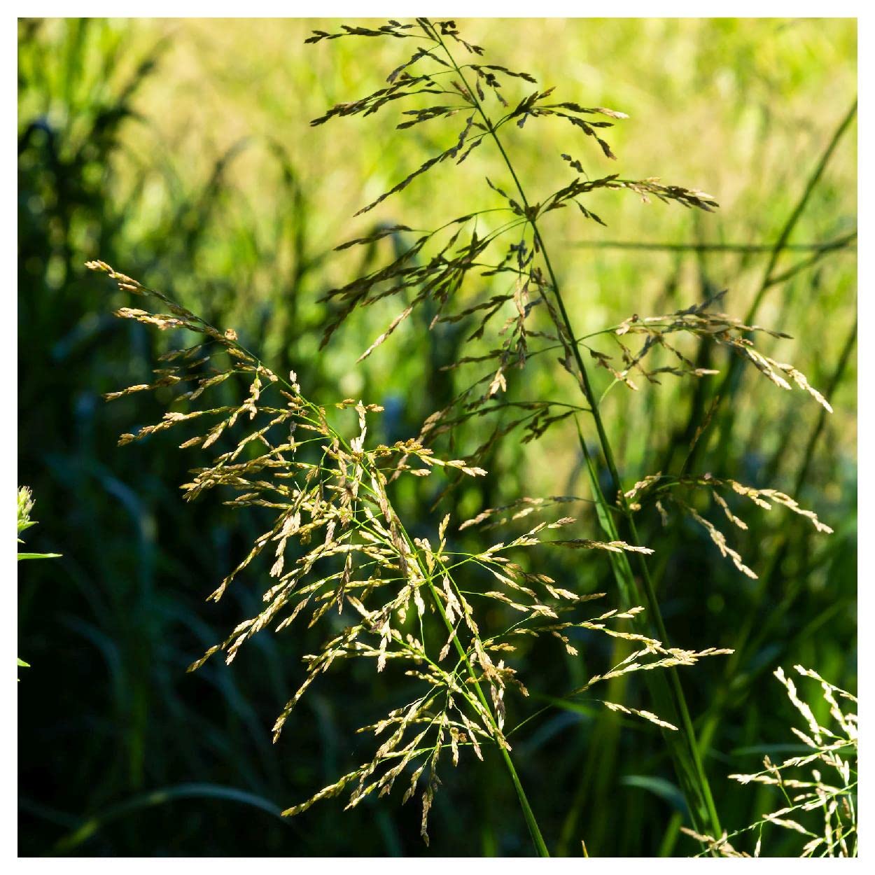 Everwilde Farms - 1/4 Lb Reed Manna Grass Native Grass Seeds - Gold Vault Packaging | Drought-Resistant Ornamental Grass for Landscaping, Erosion Control & Wildlife Habitats