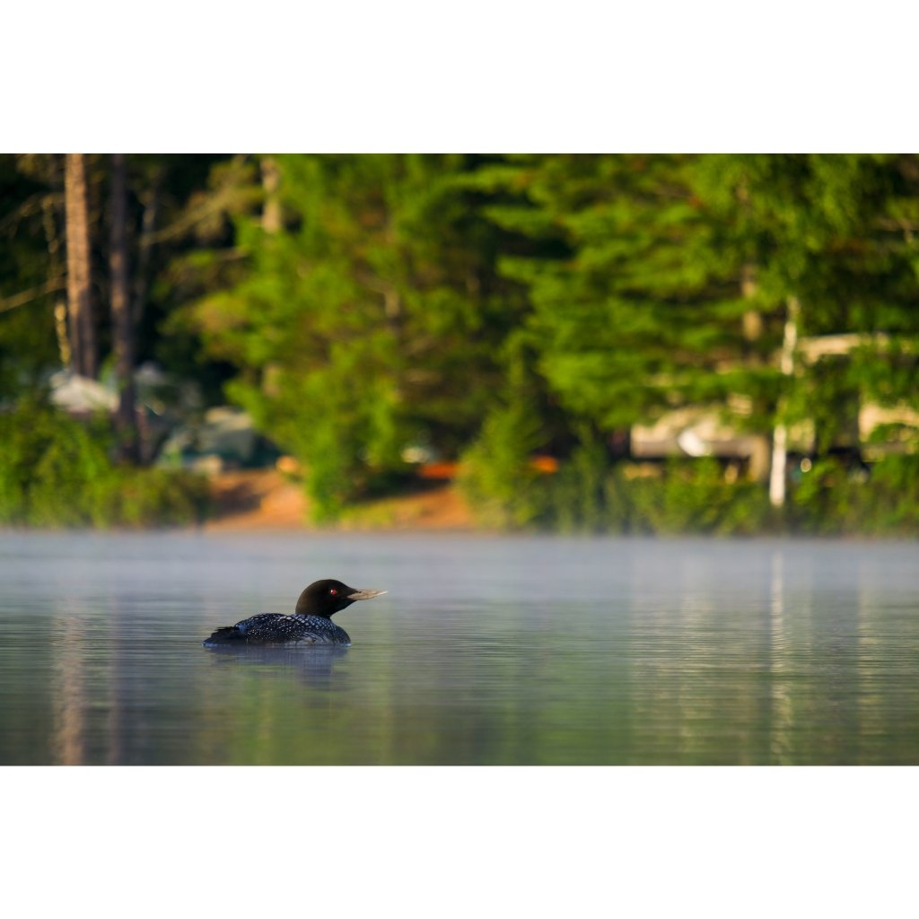 Morning Loon Wildlife Photography Print - Stunning Nature Wall Art Decor for Living Room, Bedroom & Office