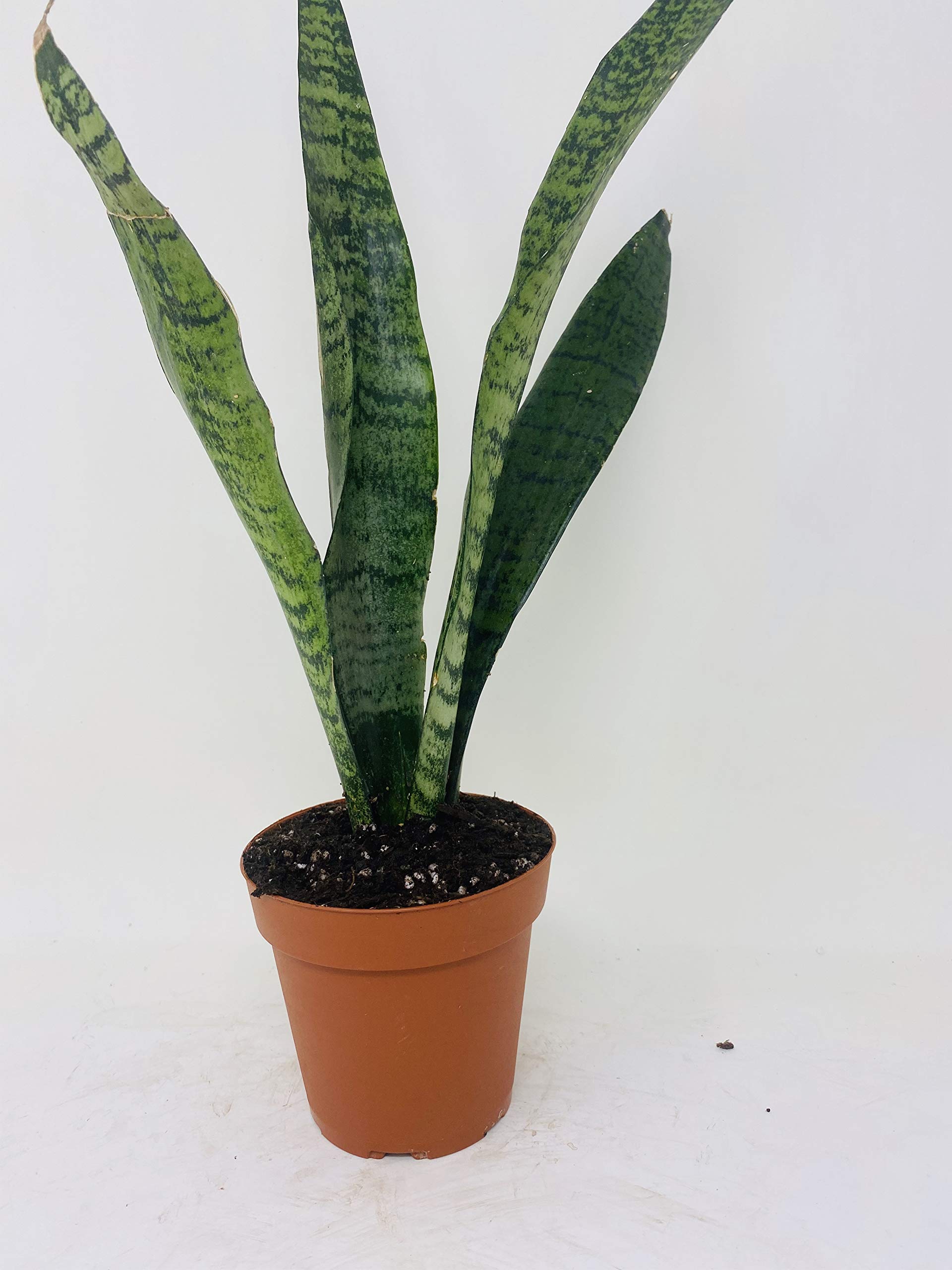 Black Snake Plant (Sansevieria) - Low Maintenance Indoor Houseplant - Hard to Kill - 4 Inch Pot - Perfect for Home, Office & Air Purification