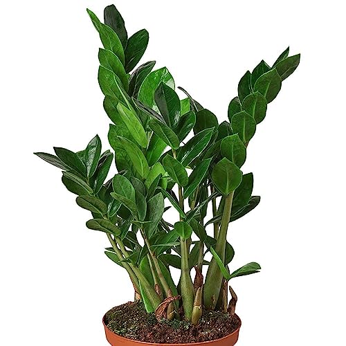 Zamioculcas Zamiifolia ZZ