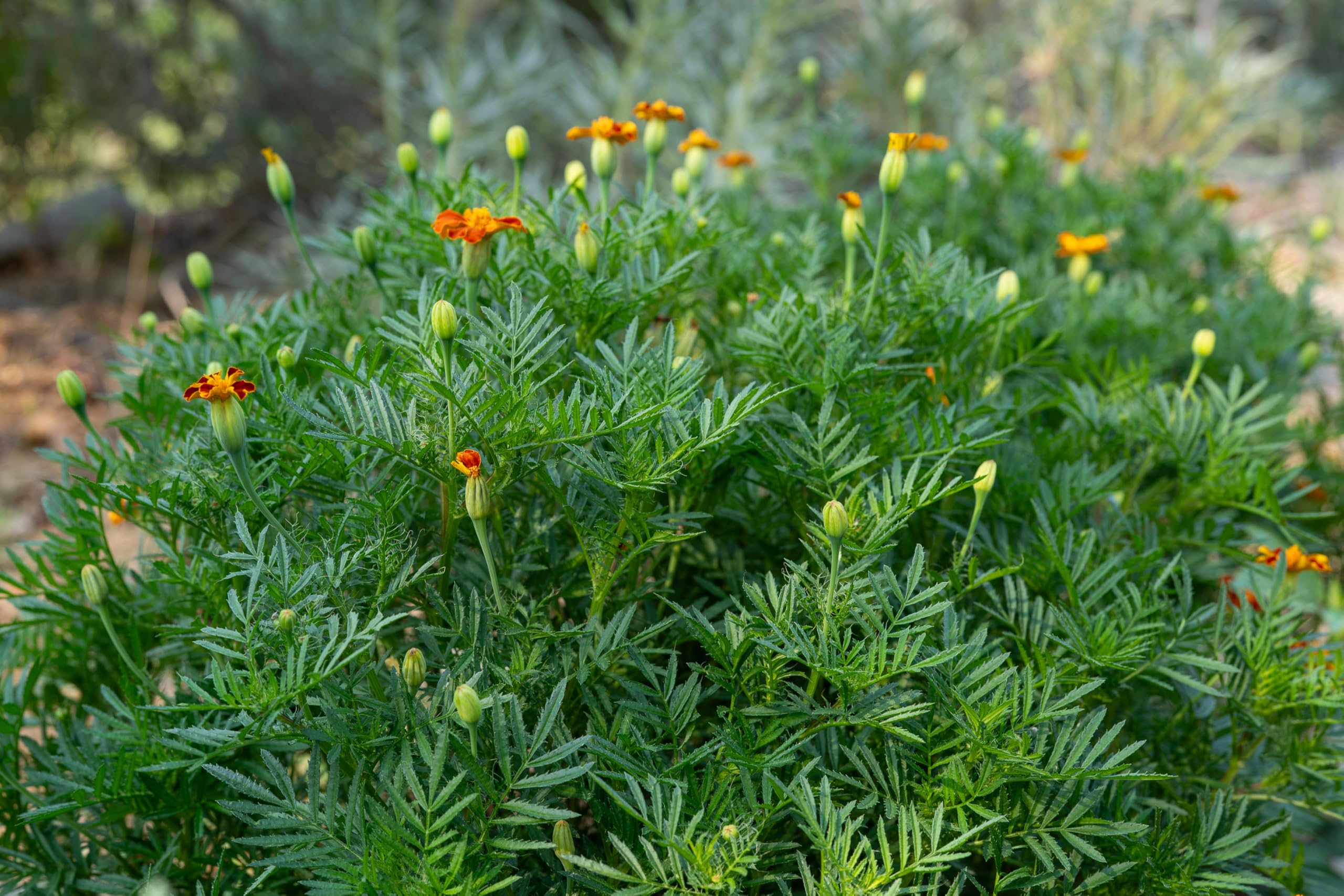 Organic Tashkent French Marigold Seeds - Non-GMO Heirloom Flower Seeds for Planting (Pack of 60) | USA-Grown Gardening Supplies for Outdoor Gardens, Wildflower Beds & Herb Gardens | Perfect for Pollinator-Friendly Landscapes & Container Gardening