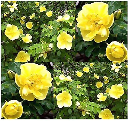 500 Manchurian Rose Seeds - Rosa Xanthina Spontanea - Canary Bird Rose - Father Hugo Rose Flower Seeds for Planting | Big Pack by MySeeds.Co | Perfect for Garden Landscaping, Flower Beds & Home Decor