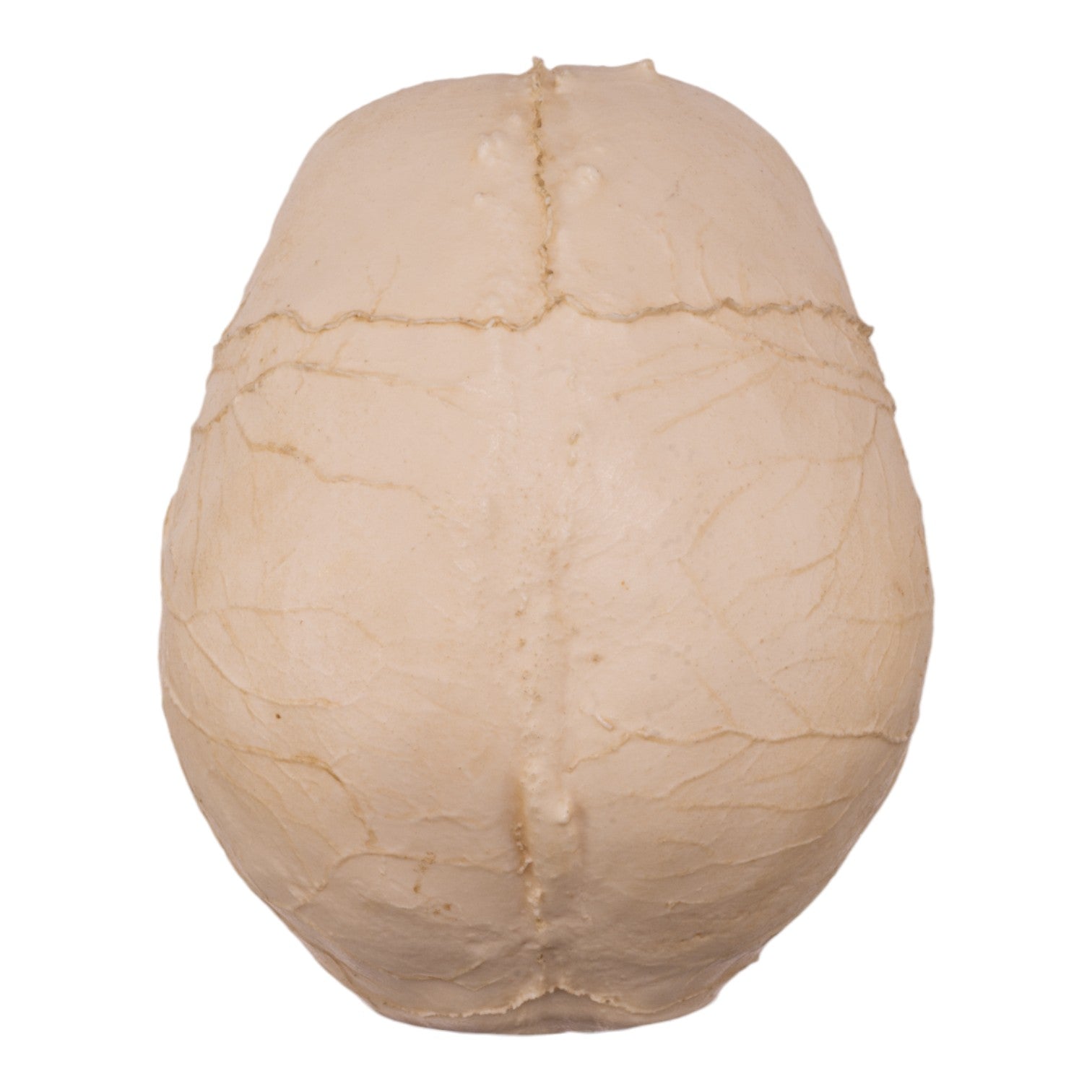 Authentic Replica Human Skull Endocast - Detailed Anatomical Model for Medical Study, Halloween Decor & Science Education