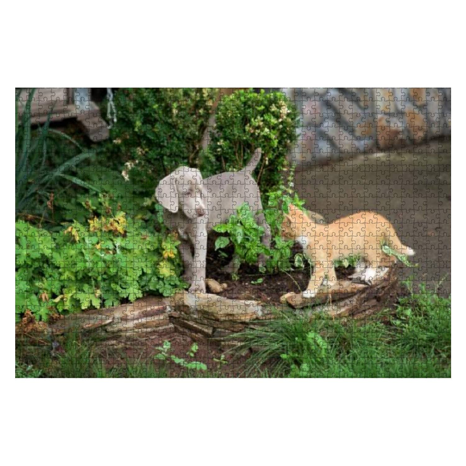 Funny Pet Wooden Puzzle - Weimaraner & Kitten Scene for Kids & Adults | Educational Toy & Stress Relief Gift for Dog Lovers