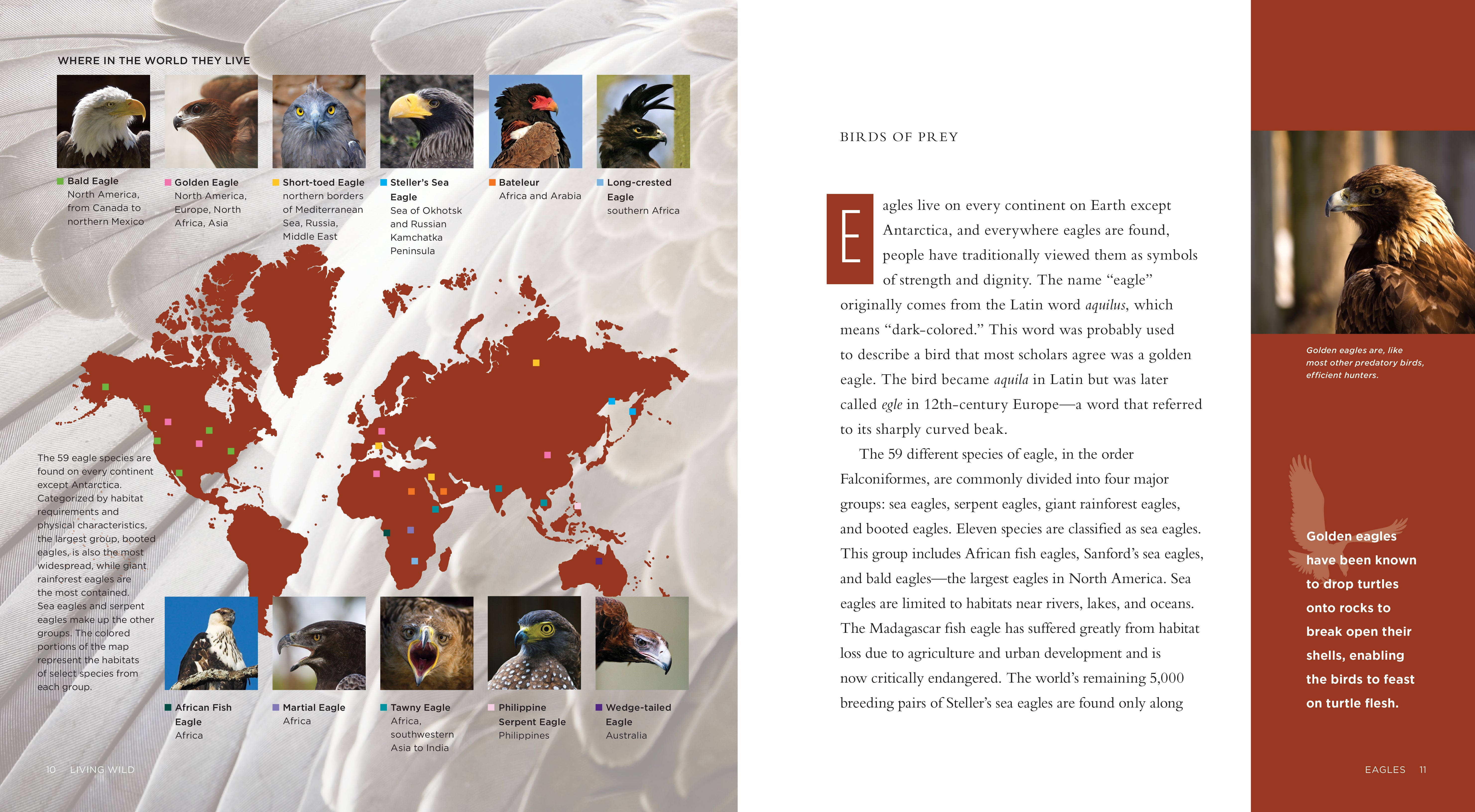 Eagles Book - ISBN 978-1-58341-968-7 | Wildlife Nature Reading, Bird Watching Guide & Outdoor Adventure Companion