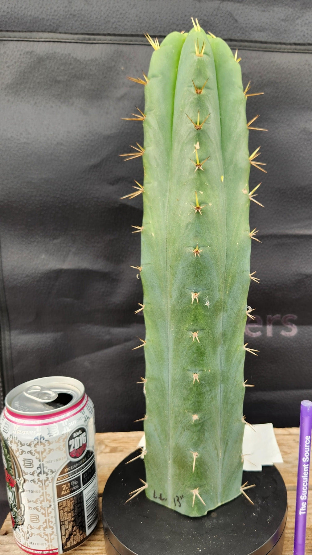 EC55 EXACT Trichocereus Lost Label Cactus Cuttings - 3 Pack (10-14 inches) | Rare Succulent Plants for Home Garden & Desert Landscaping