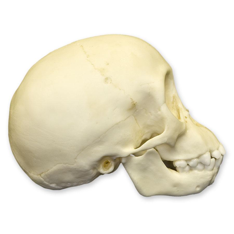 Authentic Replica Chimpanzee Infant Skull - High-Quality Primate Skull Model for Science Education, Anthropology Studies & Museum Displays - Perfect for Classroom, Research & Collectors