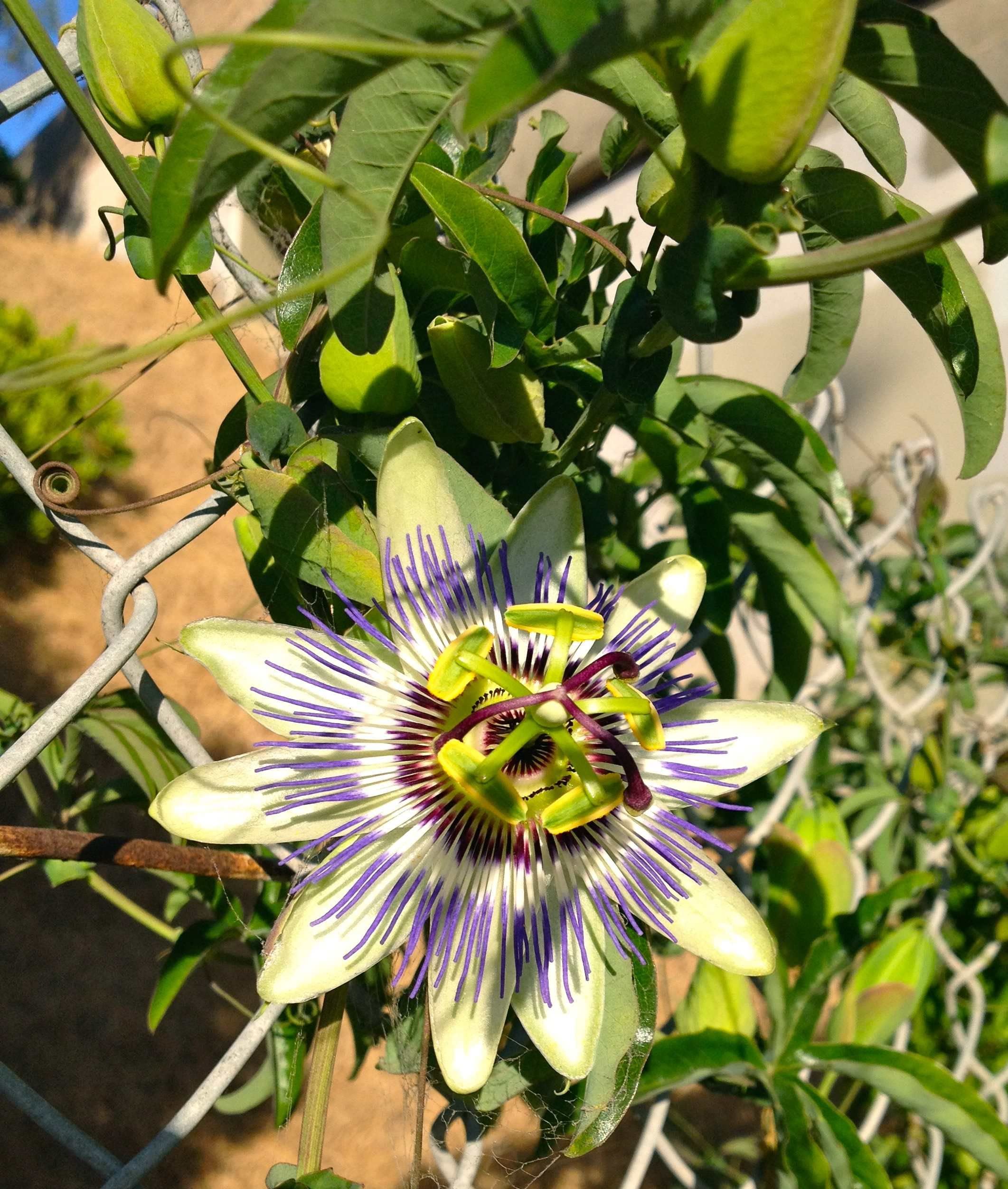 Passion Fruit Plant - 10 Live Plants in 4 Inch Growers Pots - Edible Fruit Bearing Vine for Patio, Garden & Backyard - Perfect for Home Gardening, Landscaping & Fresh Fruit Harvesting