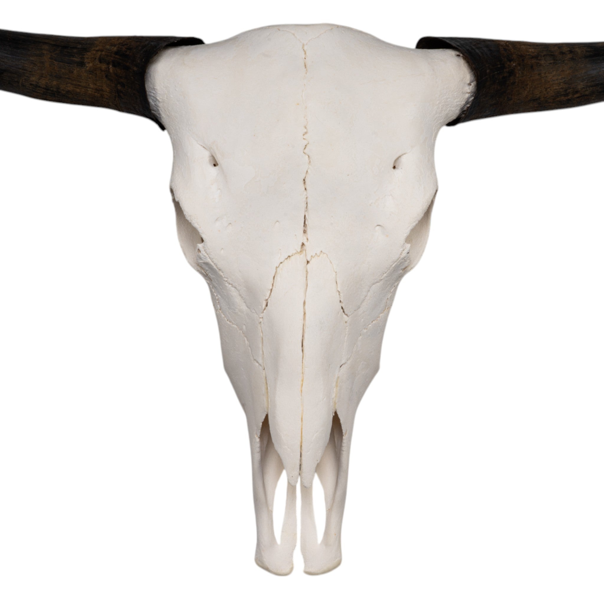 Authentic Domestic Yak Skull - Natural Bone Decor for Home & Office - Perfect for Gothic Decor, Halloween Props, and Taxidermy Displays