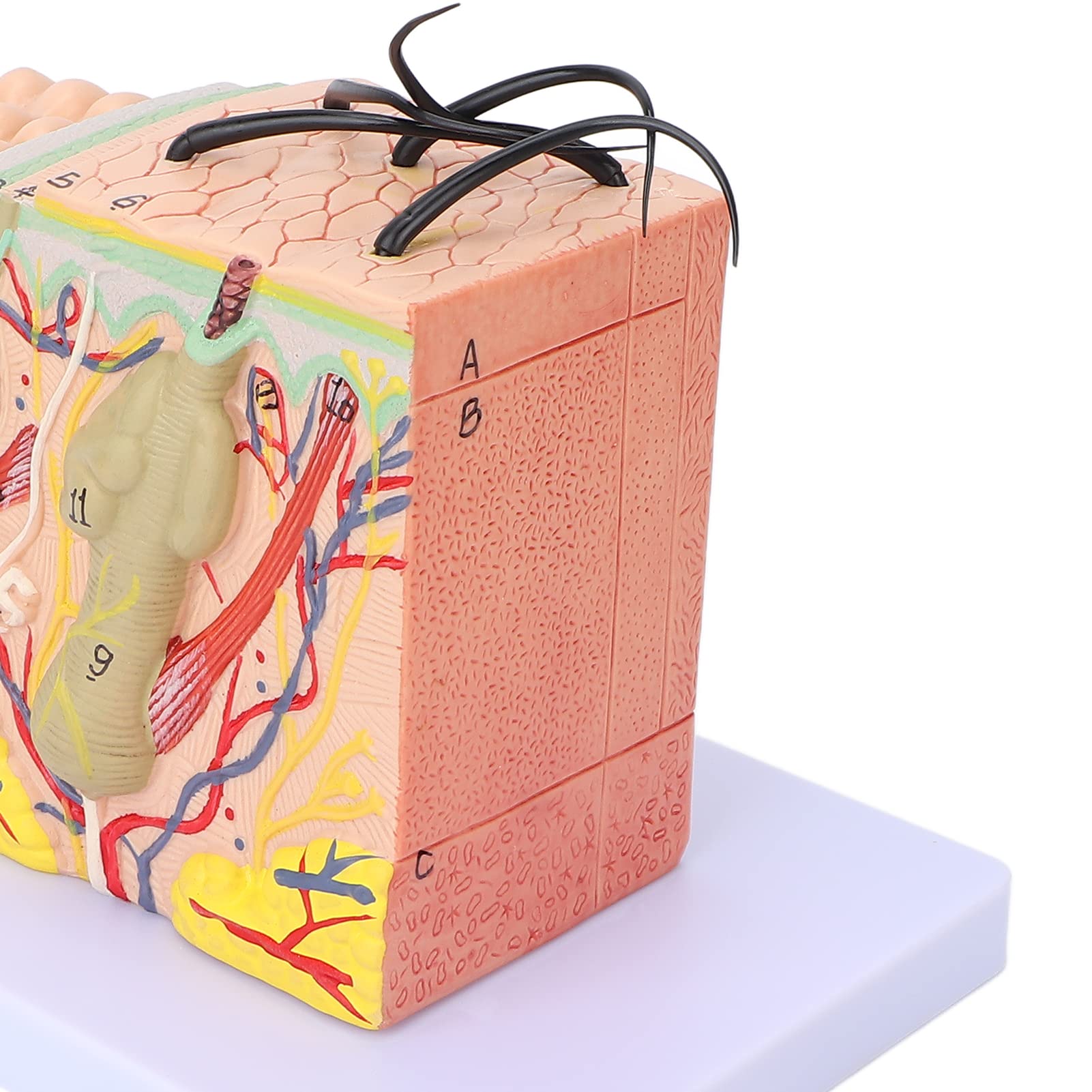 Magnified Skin Tissue Model - PVC Anatomical Skin Model for Dermatology Study, Cosmetology Training & School Education | Perfect for Medical Students, Skin Care Professionals & Classroom Demonstrations