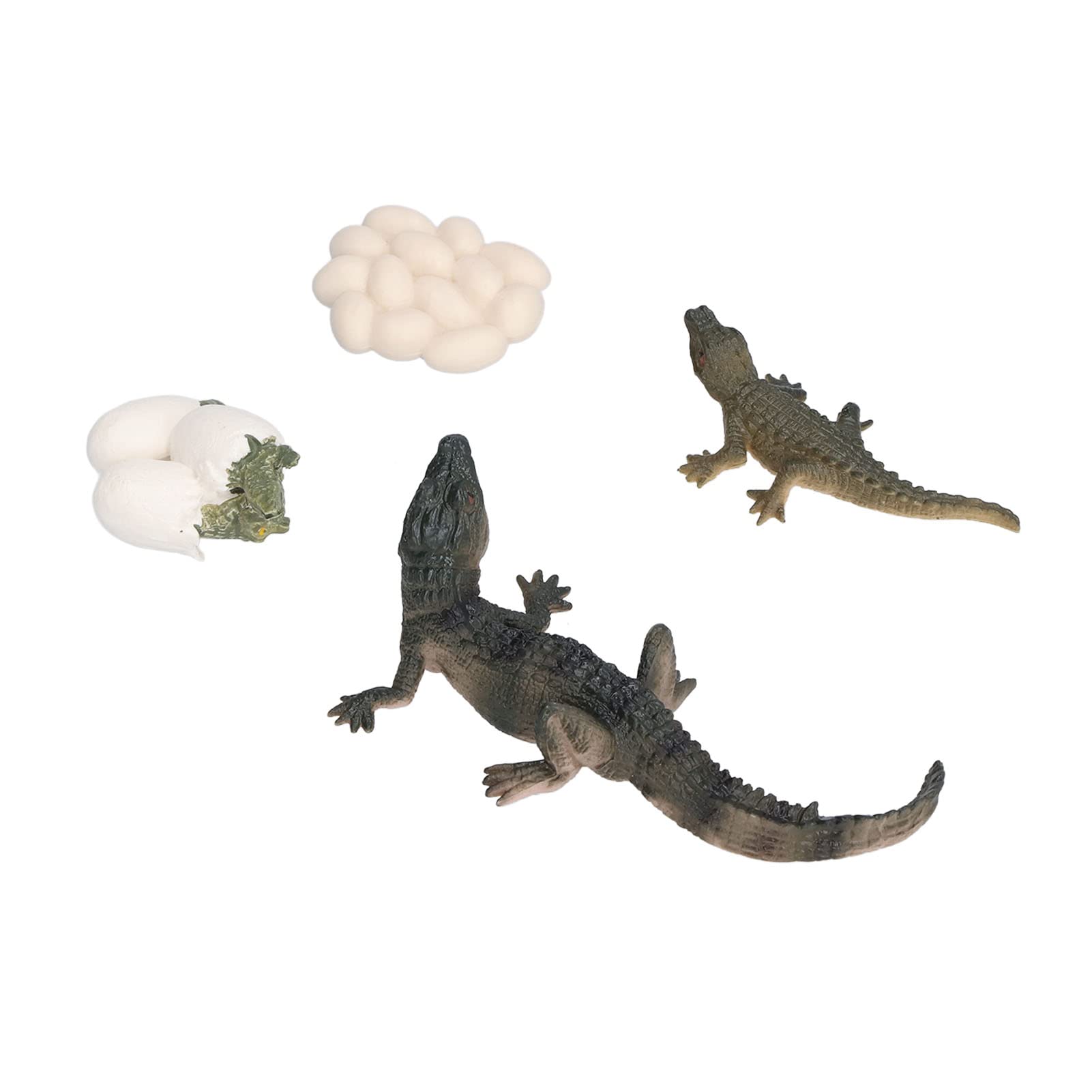 Shanrya Egg Model - Fun Animal Biological Life Cycle Toy for Kids Learning & Play | Perfect for Science Classrooms & Homeschooling