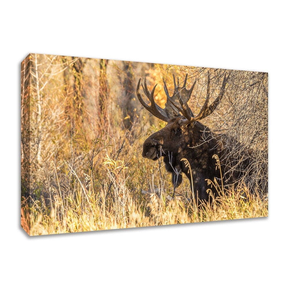 Black Antler Moose Framed Wall Art - Premium Giclee Print Landscape Home Decor for Living Room, Bedroom & Farmhouse | Rustic Cabin & Hunting Lodge Wall Decor