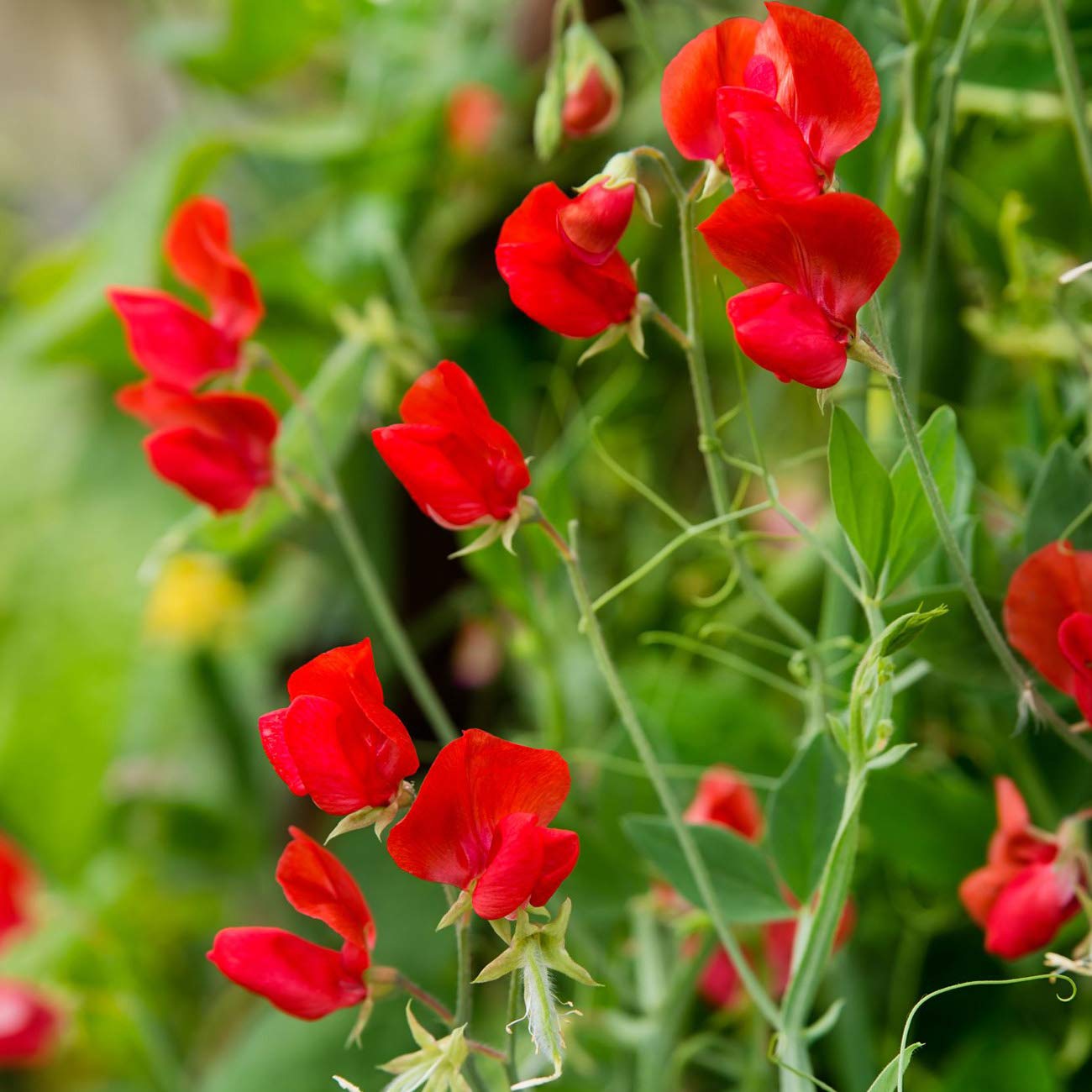 Outsidepride 250 Seeds Annual Lathyrus Odoratus Sweet Peas Royal Scarlet Vine Seeds for Planting - Fragrant Climbing Flowers for Garden Trellis, Fence & Container Gardening