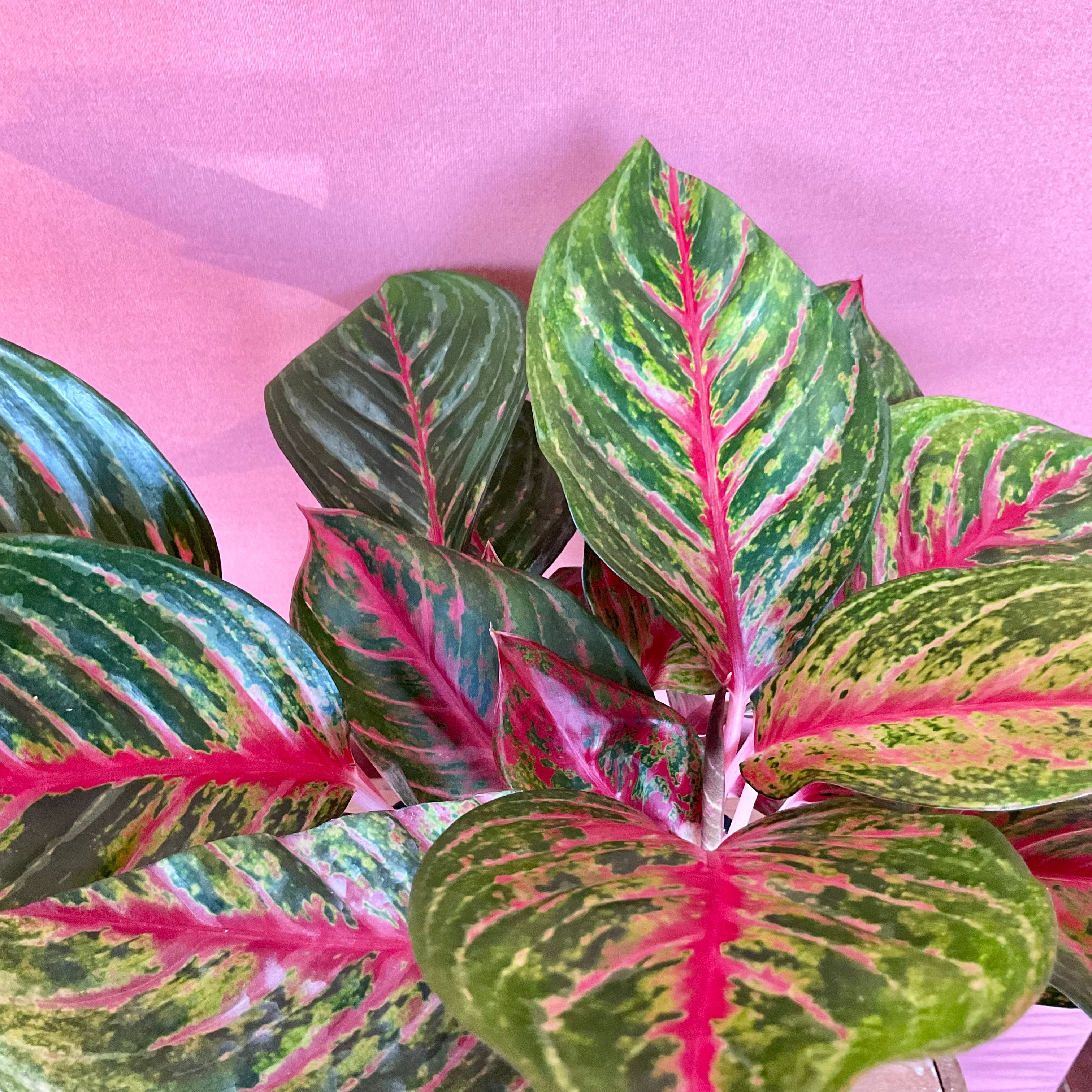 Aglaonema Red Chinese Evergreen Medium Plant - Perfect for Home Decor, Office Greenery & Indoor Gardening
