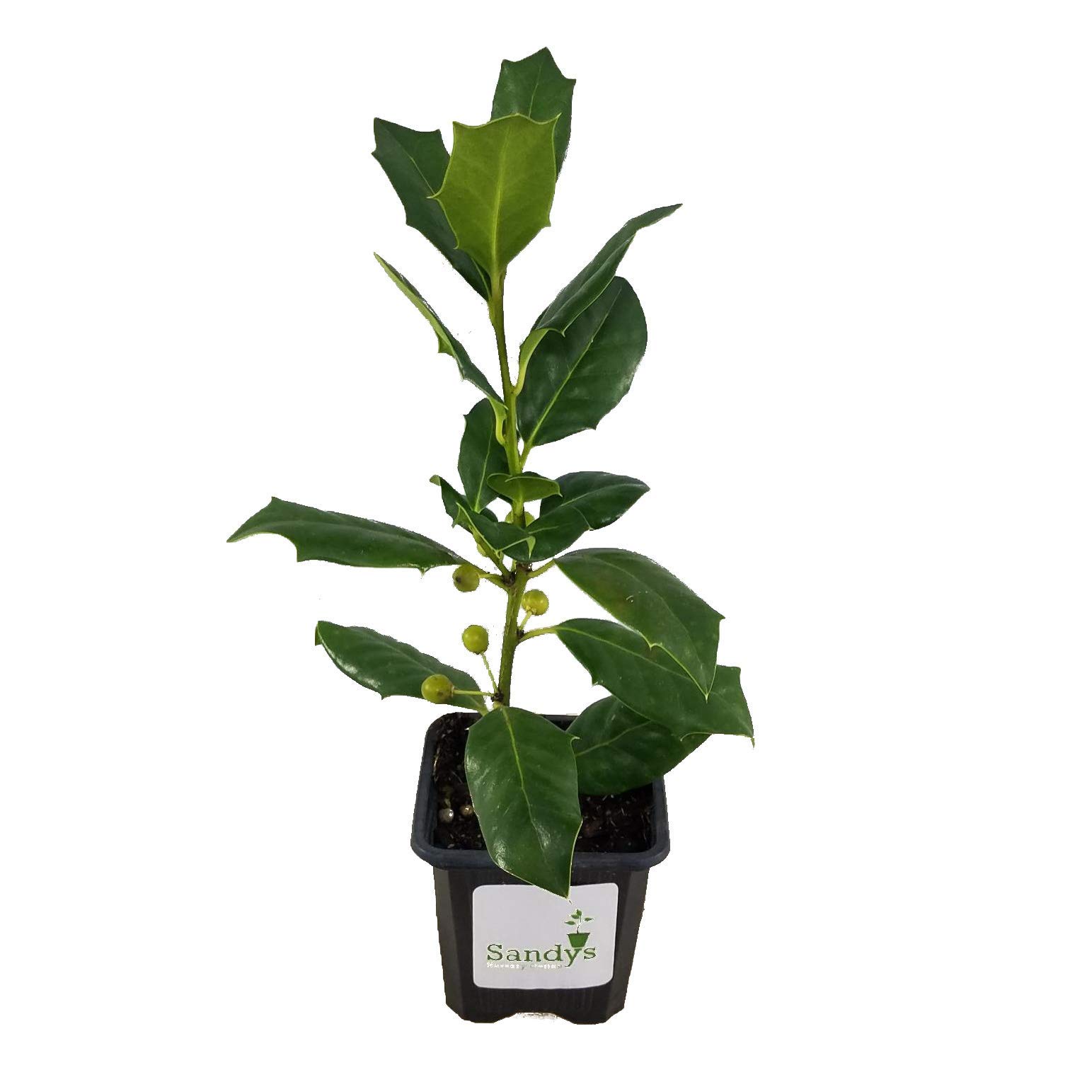 Nellie R Stevens Holly Evergreen Shrub - 40 Pack of 3 Inch Pot Plants for Landscaping, Privacy Hedges & Garden Decor