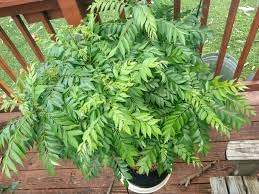 Erwon® NPK Fertilizer for Curry Plants - 200gm Organic Plant Food for Healthy Growth | Perfect for Home Gardening, Herbs & Spices Cultivation