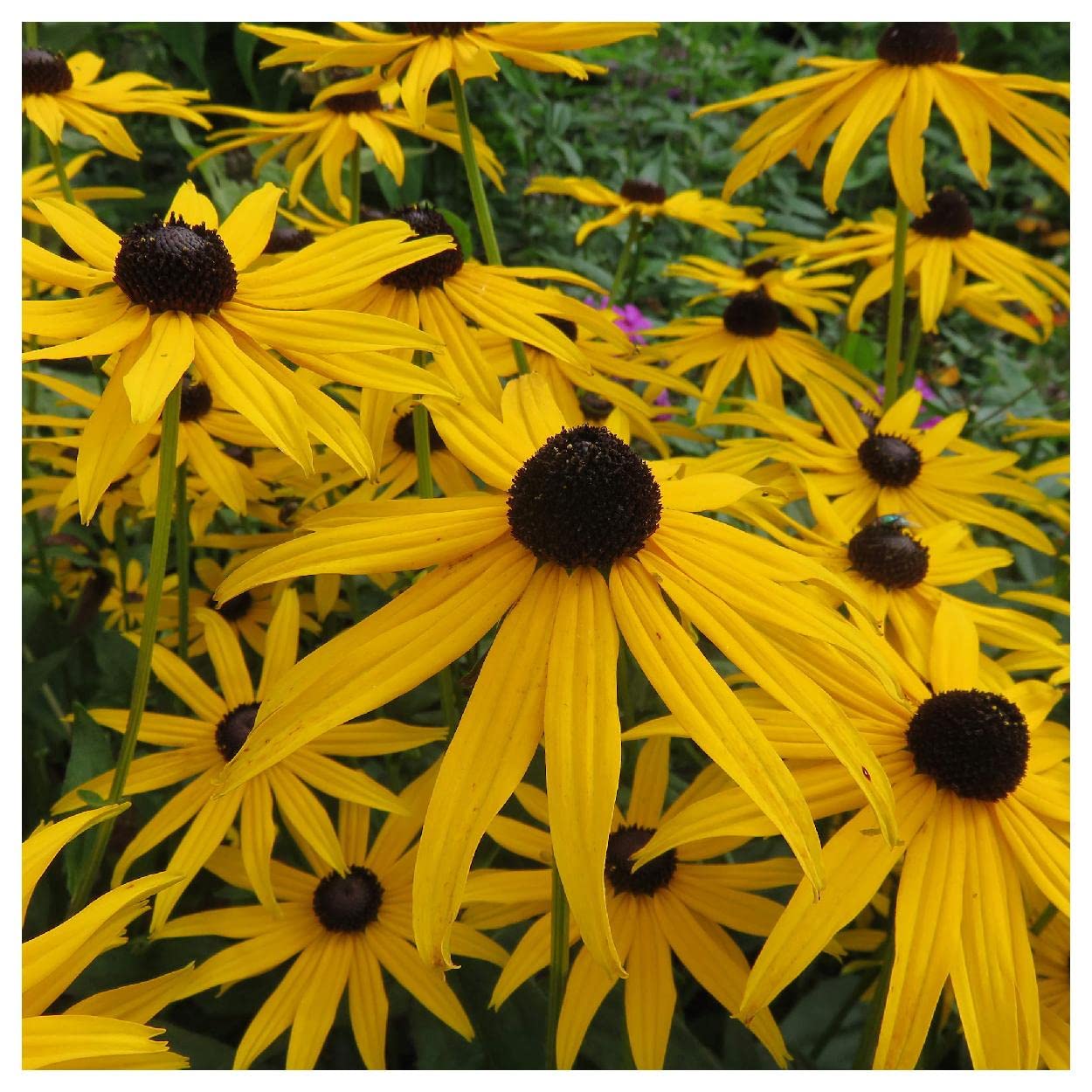 Everwilde Farms - 1 Oz Sweet Black-Eyed Susan Native Wildflower Seeds - Gold Vault Packaging - Perfect for Home Gardens, Landscaping & Pollinator-Friendly Planting